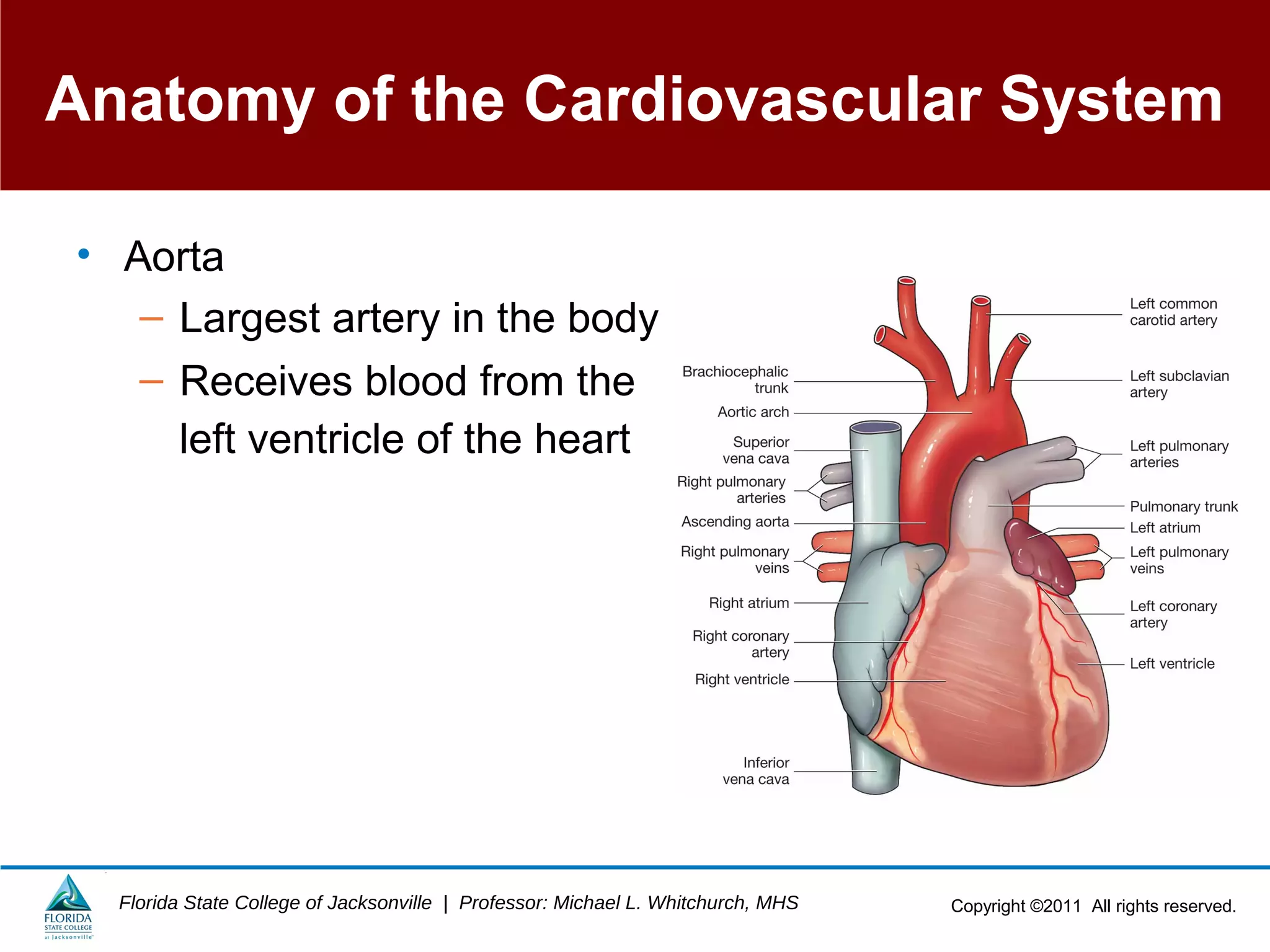 Copyright ©2011 All rights reserved.Florida State College of Jacksonville | Professor: Michael L. Whitchurch, MHS
Anatomy of the Cardiovascular System
• Aorta
– Largest artery in the body
– Receives blood from the
left ventricle of the heart
 