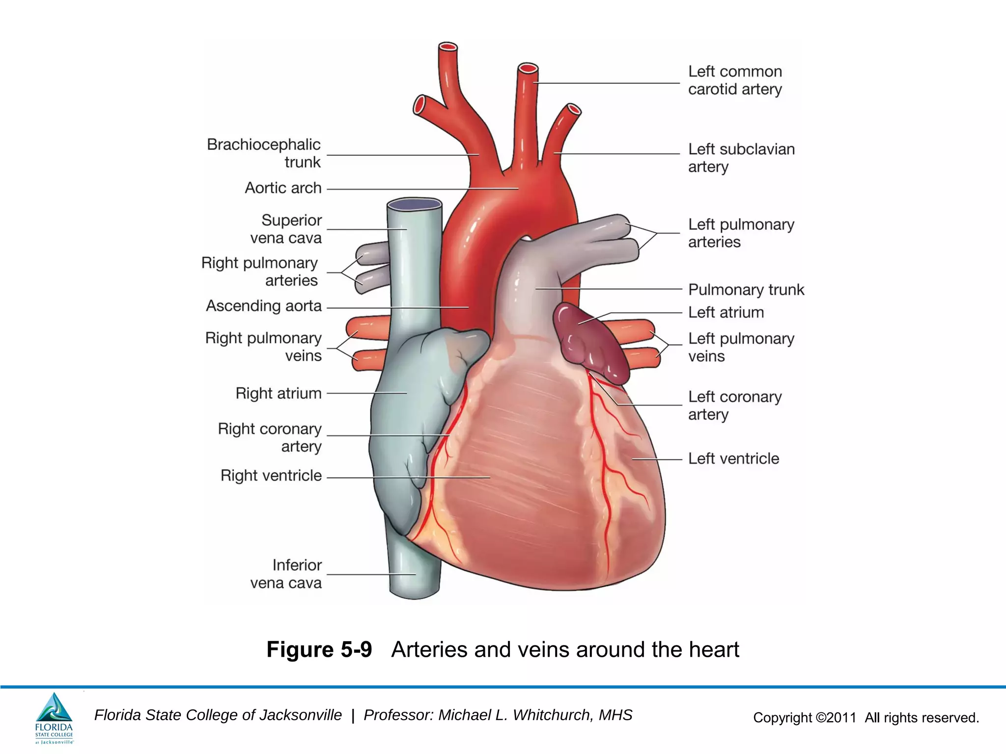Copyright ©2011 All rights reserved.Florida State College of Jacksonville | Professor: Michael L. Whitchurch, MHS
Figure 5-9 Arteries and veins around the heart
 