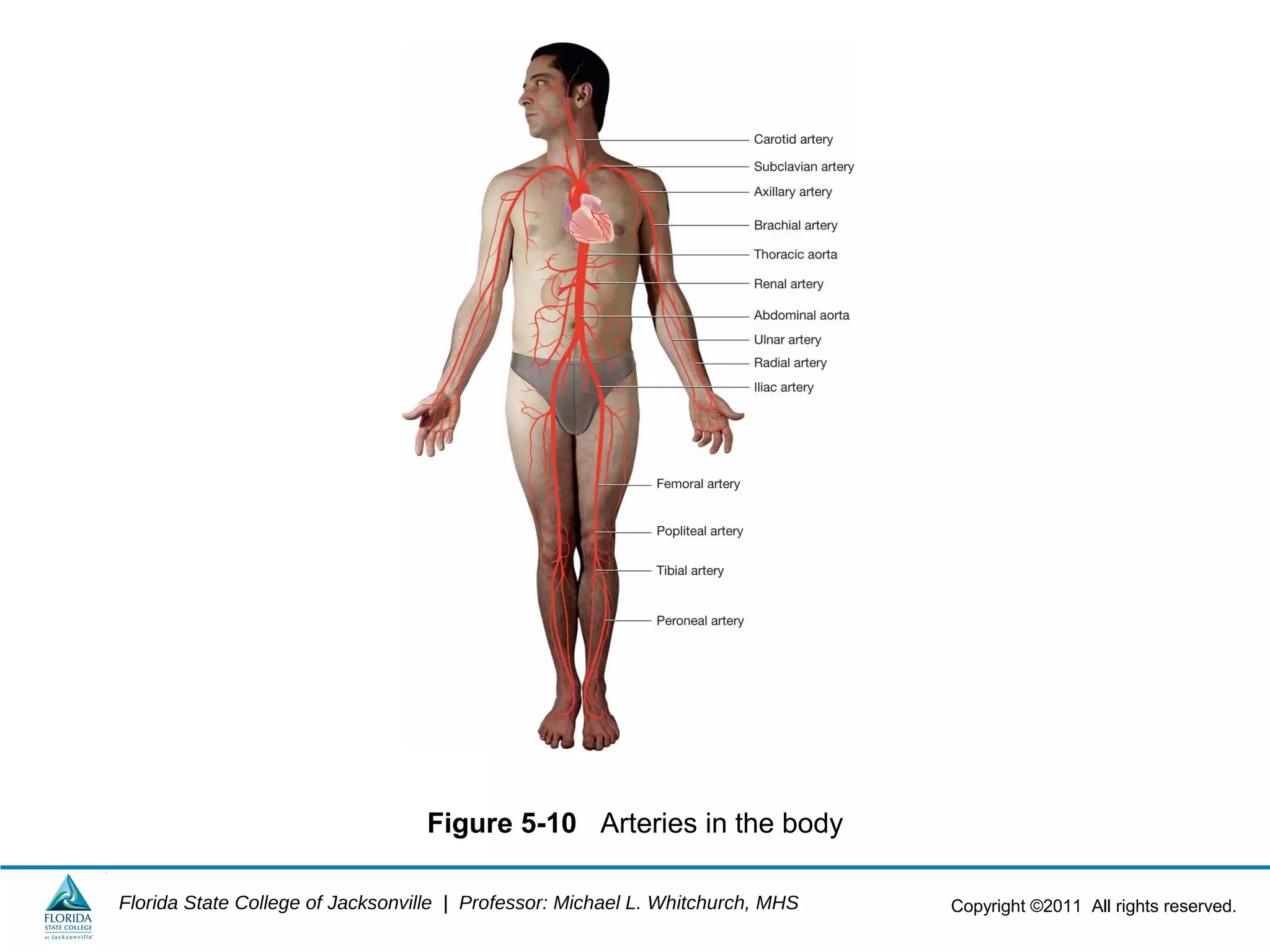 Copyright ©2011 All rights reserved.Florida State College of Jacksonville | Professor: Michael L. Whitchurch, MHS
Figure 5-10 Arteries in the body
 