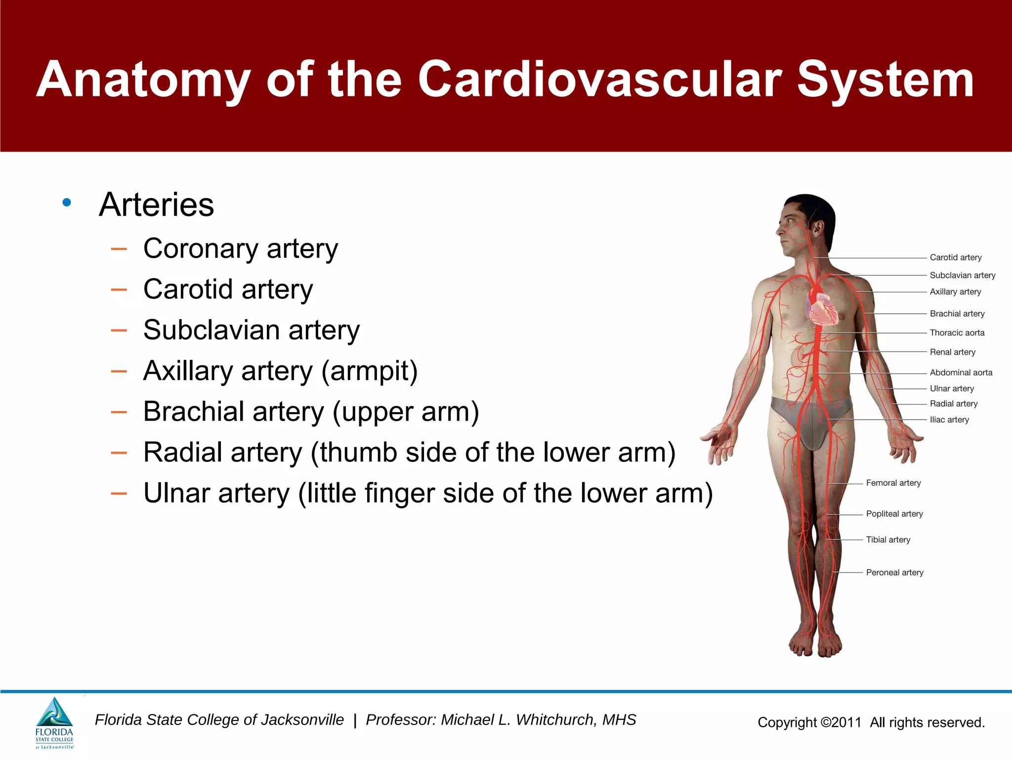 Copyright ©2011 All rights reserved.Florida State College of Jacksonville | Professor: Michael L. Whitchurch, MHS
Anatomy of the Cardiovascular System
• Arteries
– Coronary artery
– Carotid artery
– Subclavian artery
– Axillary artery (armpit)
– Brachial artery (upper arm)
– Radial artery (thumb side of the lower arm)
– Ulnar artery (little finger side of the lower arm)
 