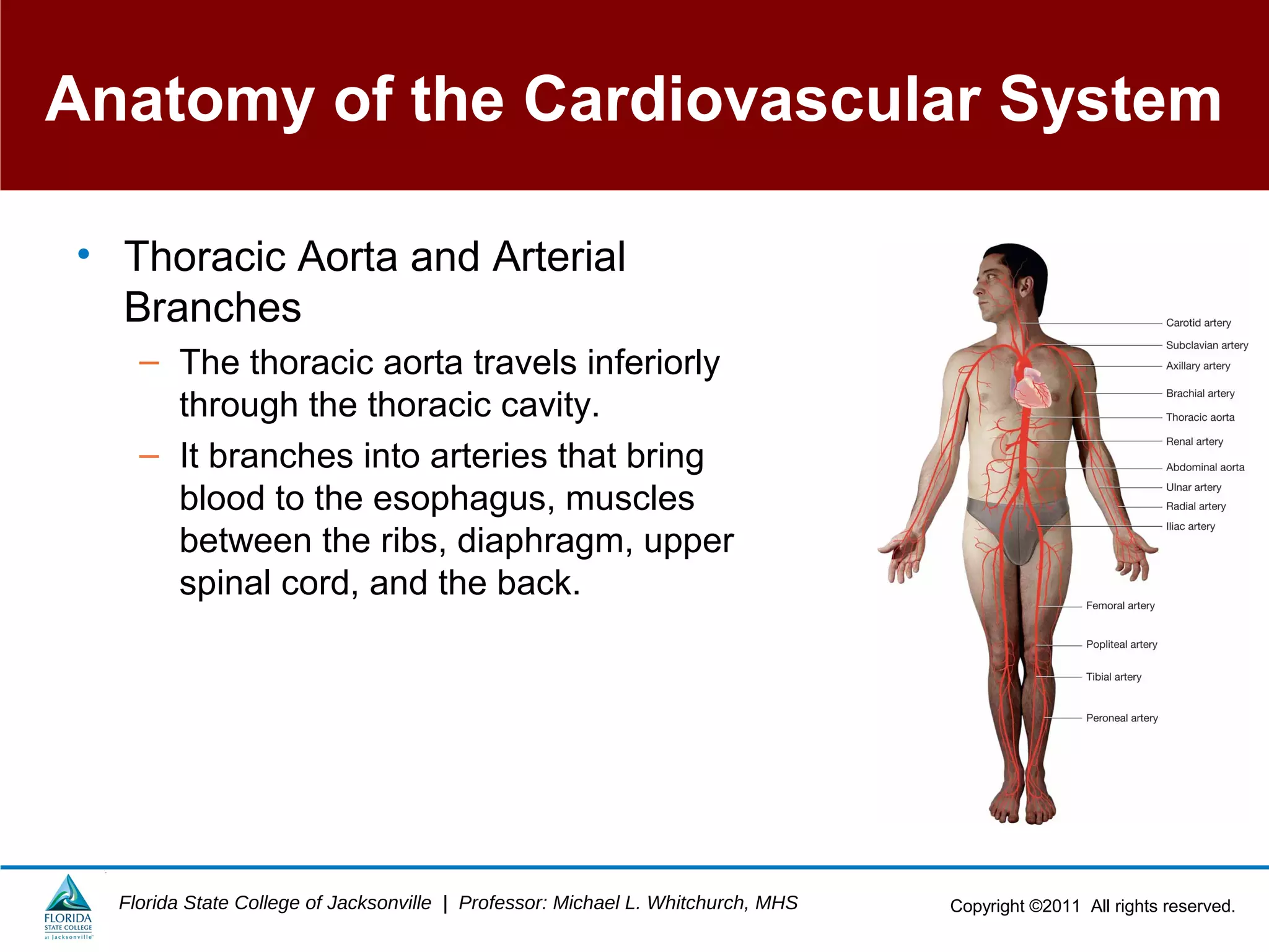 Copyright ©2011 All rights reserved.Florida State College of Jacksonville | Professor: Michael L. Whitchurch, MHS
Anatomy of the Cardiovascular System
• Thoracic Aorta and Arterial
Branches
– The thoracic aorta travels inferiorly
through the thoracic cavity.
– It branches into arteries that bring
blood to the esophagus, muscles
between the ribs, diaphragm, upper
spinal cord, and the back.
 