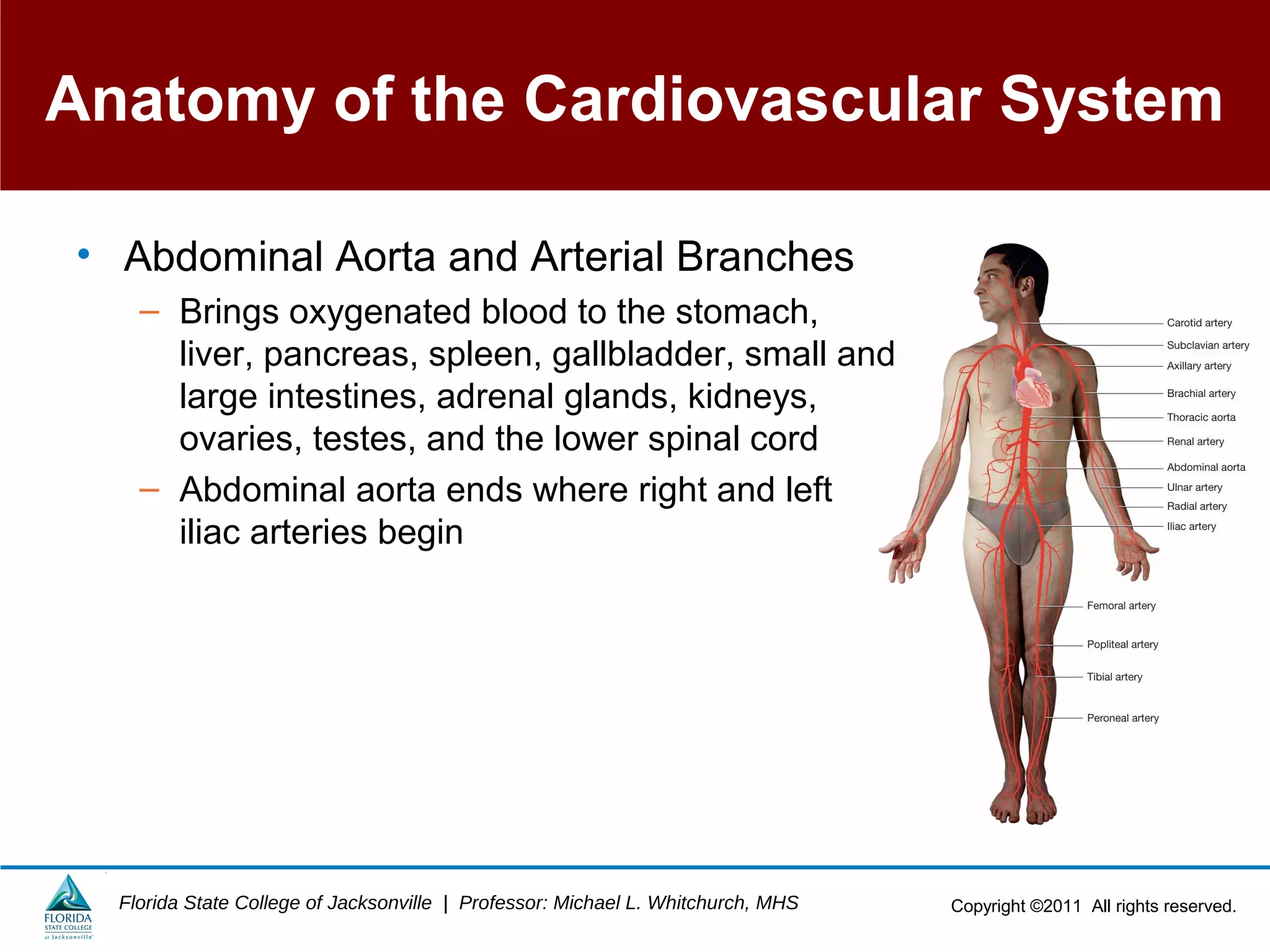 Copyright ©2011 All rights reserved.Florida State College of Jacksonville | Professor: Michael L. Whitchurch, MHS
Anatomy of the Cardiovascular System
• Abdominal Aorta and Arterial Branches
– Brings oxygenated blood to the stomach,
liver, pancreas, spleen, gallbladder, small and
large intestines, adrenal glands, kidneys,
ovaries, testes, and the lower spinal cord
– Abdominal aorta ends where right and left
iliac arteries begin
 