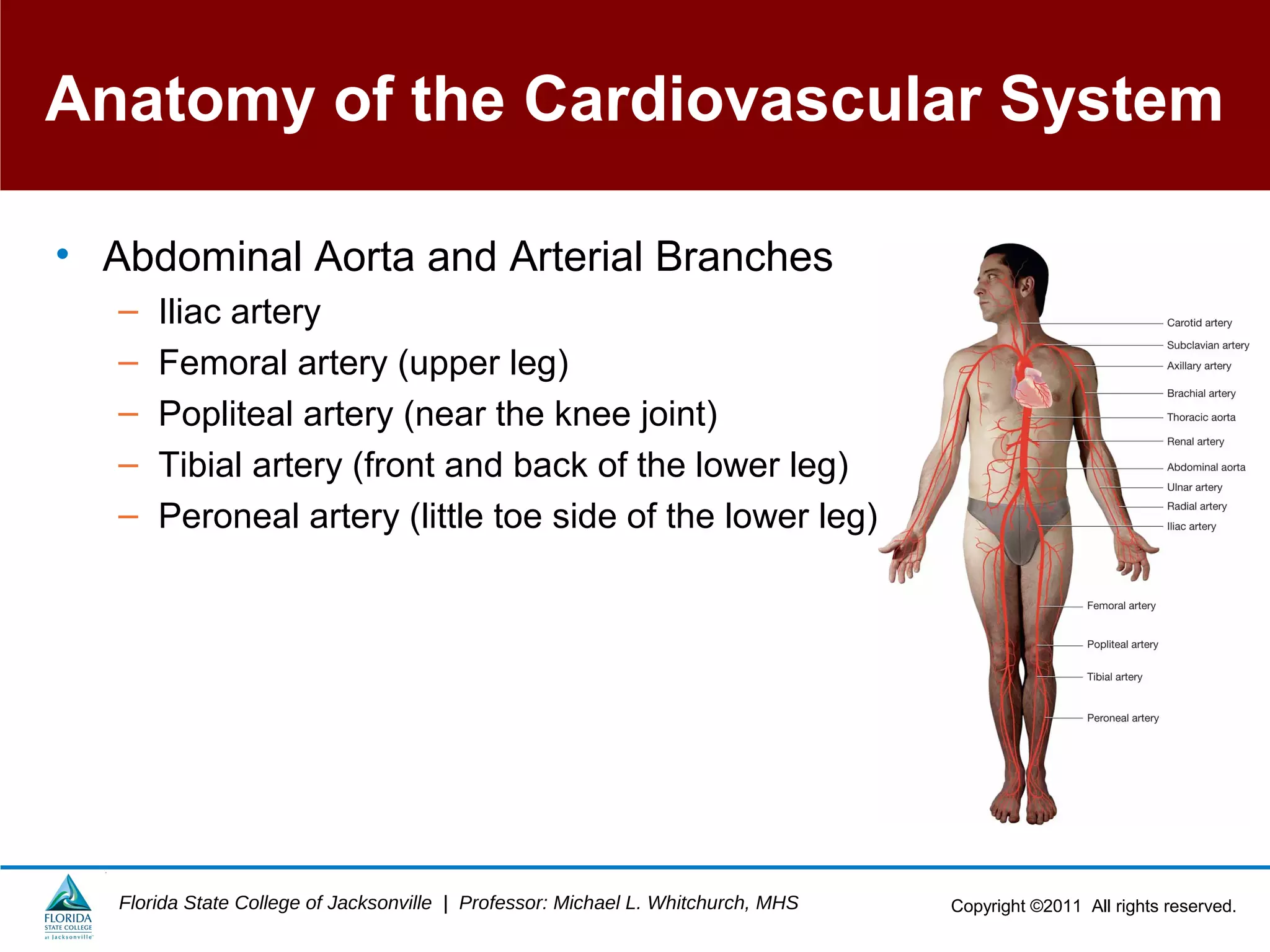 Copyright ©2011 All rights reserved.Florida State College of Jacksonville | Professor: Michael L. Whitchurch, MHS
Anatomy of the Cardiovascular System
• Abdominal Aorta and Arterial Branches
– Iliac artery
– Femoral artery (upper leg)
– Popliteal artery (near the knee joint)
– Tibial artery (front and back of the lower leg)
– Peroneal artery (little toe side of the lower leg)
 
