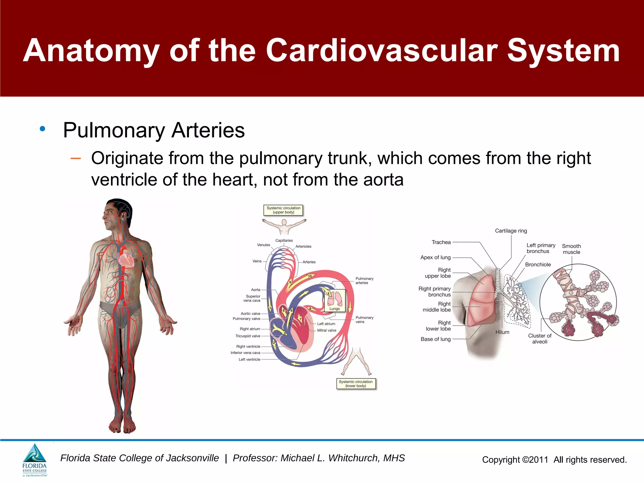 Copyright ©2011 All rights reserved.Florida State College of Jacksonville | Professor: Michael L. Whitchurch, MHS
Anatomy of the Cardiovascular System
• Pulmonary Arteries
– Originate from the pulmonary trunk, which comes from the right
ventricle of the heart, not from the aorta
 