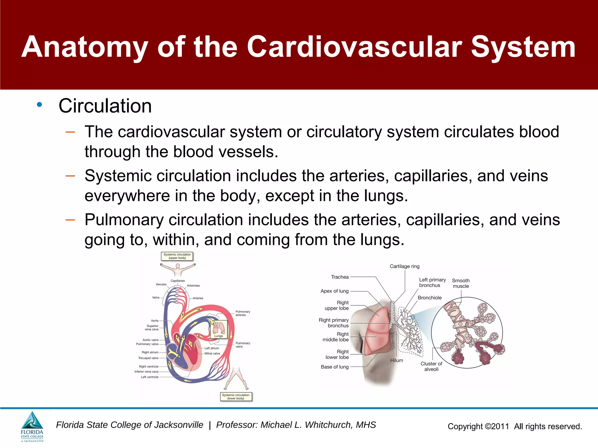 Copyright ©2011 All rights reserved.Florida State College of Jacksonville | Professor: Michael L. Whitchurch, MHS
Anatomy of the Cardiovascular System
• Circulation
– The cardiovascular system or circulatory system circulates blood
through the blood vessels.
– Systemic circulation includes the arteries, capillaries, and veins
everywhere in the body, except in the lungs.
– Pulmonary circulation includes the arteries, capillaries, and veins
going to, within, and coming from the lungs.
 