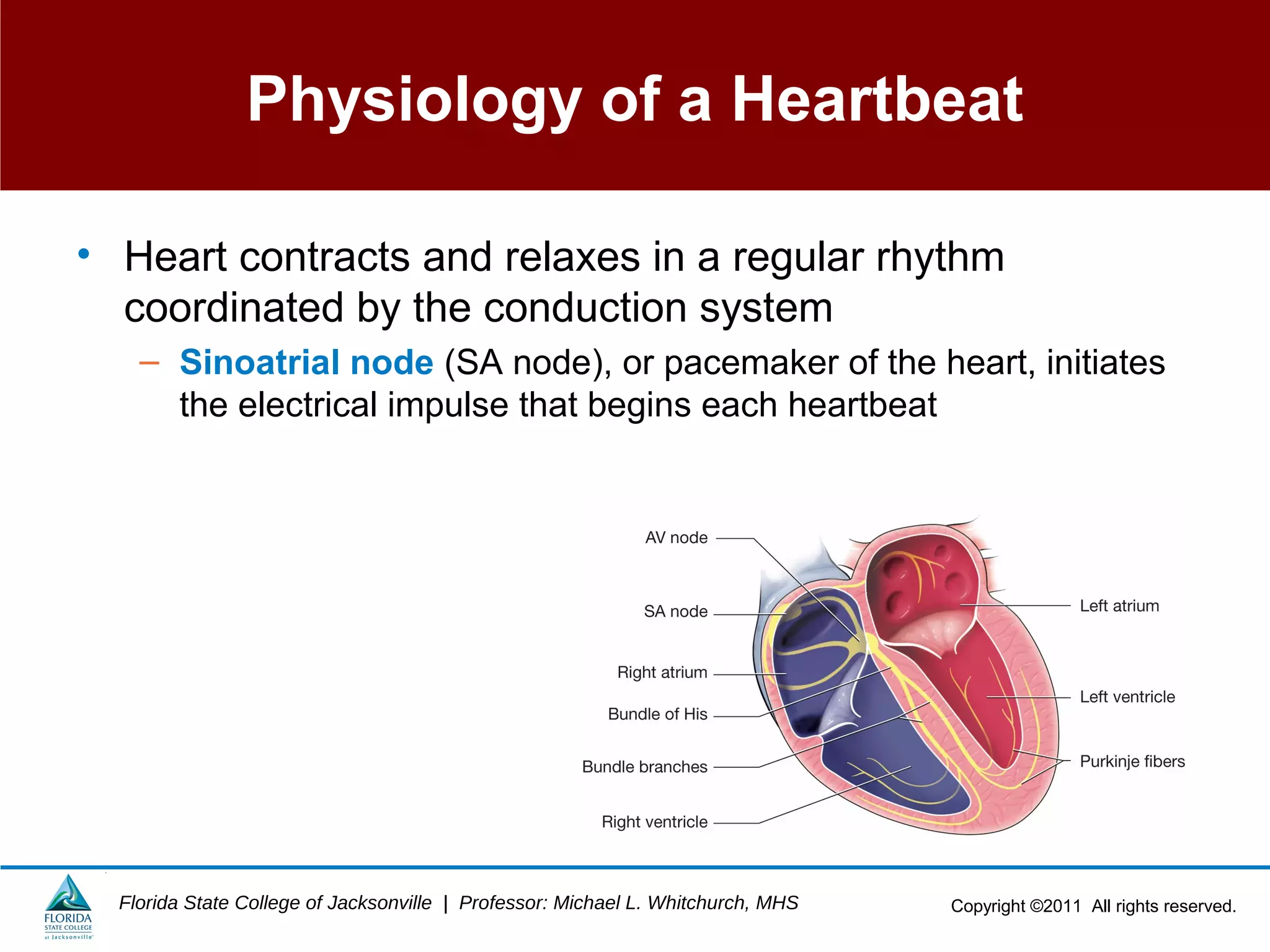 Copyright ©2011 All rights reserved.Florida State College of Jacksonville | Professor: Michael L. Whitchurch, MHS
Physiology of a Heartbeat
• Heart contracts and relaxes in a regular rhythm
coordinated by the conduction system
– Sinoatrial node (SA node), or pacemaker of the heart, initiates
the electrical impulse that begins each heartbeat
 