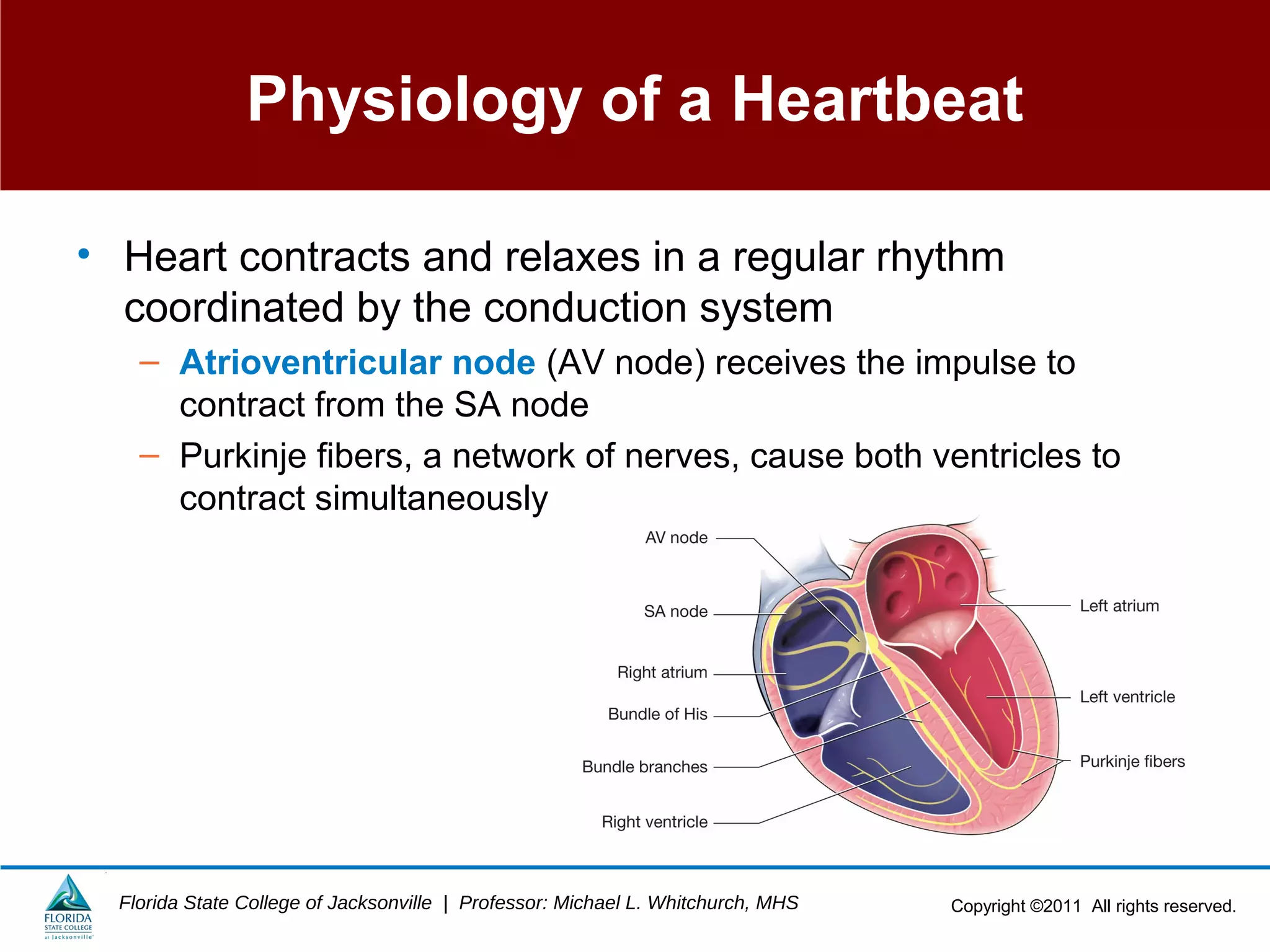 Copyright ©2011 All rights reserved.Florida State College of Jacksonville | Professor: Michael L. Whitchurch, MHS
Physiology of a Heartbeat
• Heart contracts and relaxes in a regular rhythm
coordinated by the conduction system
– Atrioventricular node (AV node) receives the impulse to
contract from the SA node
– Purkinje fibers, a network of nerves, cause both ventricles to
contract simultaneously
 