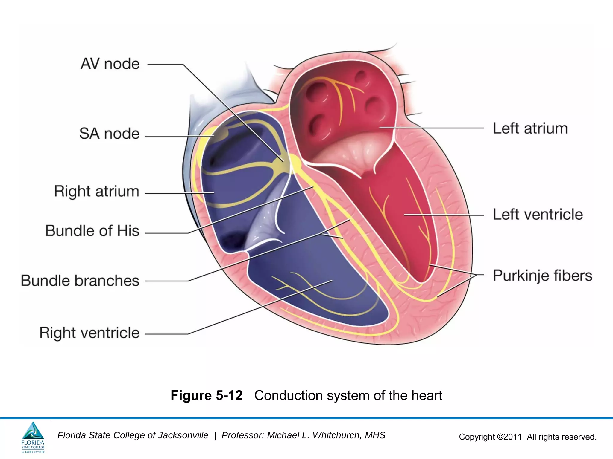 Copyright ©2011 All rights reserved.Florida State College of Jacksonville | Professor: Michael L. Whitchurch, MHS
Figure 5-12 Conduction system of the heart
 