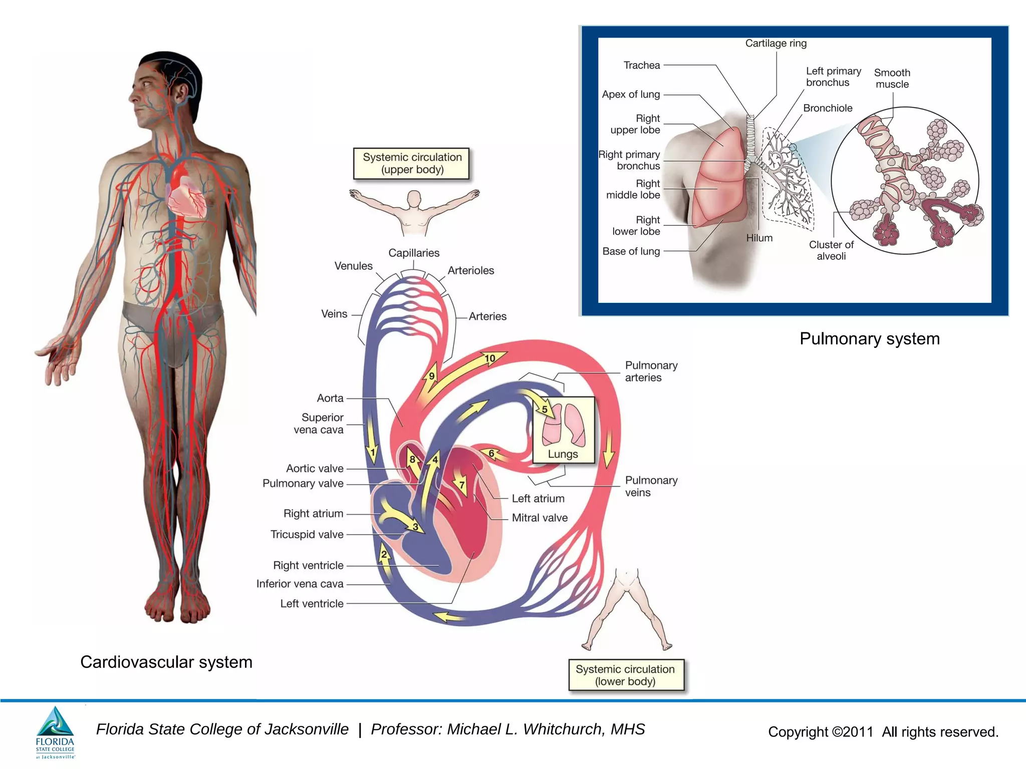 Copyright ©2011 All rights reserved.Florida State College of Jacksonville | Professor: Michael L. Whitchurch, MHS
Cardiovascular system
Pulmonary system
 