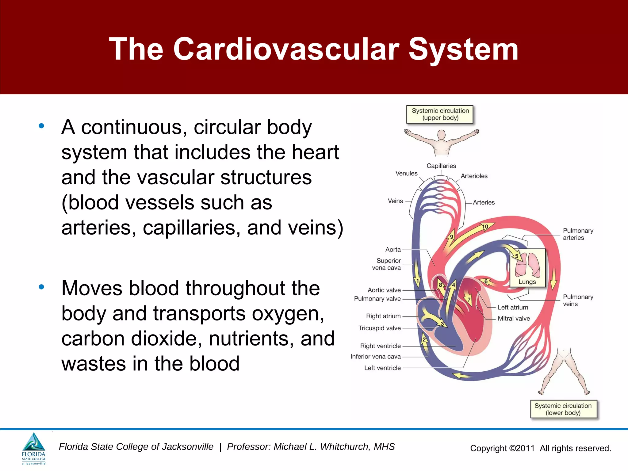 Copyright ©2011 All rights reserved.Florida State College of Jacksonville | Professor: Michael L. Whitchurch, MHS
The Cardiovascular System
• A continuous, circular body
system that includes the heart
and the vascular structures
(blood vessels such as
arteries, capillaries, and veins)
• Moves blood throughout the
body and transports oxygen,
carbon dioxide, nutrients, and
wastes in the blood
 