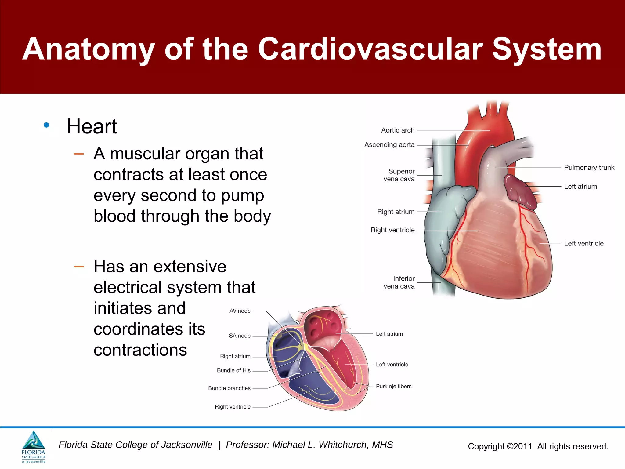 Copyright ©2011 All rights reserved.Florida State College of Jacksonville | Professor: Michael L. Whitchurch, MHS
Anatomy of the Cardiovascular System
• Heart
– A muscular organ that
contracts at least once
every second to pump
blood through the body
– Has an extensive
electrical system that
initiates and
coordinates its
contractions
 