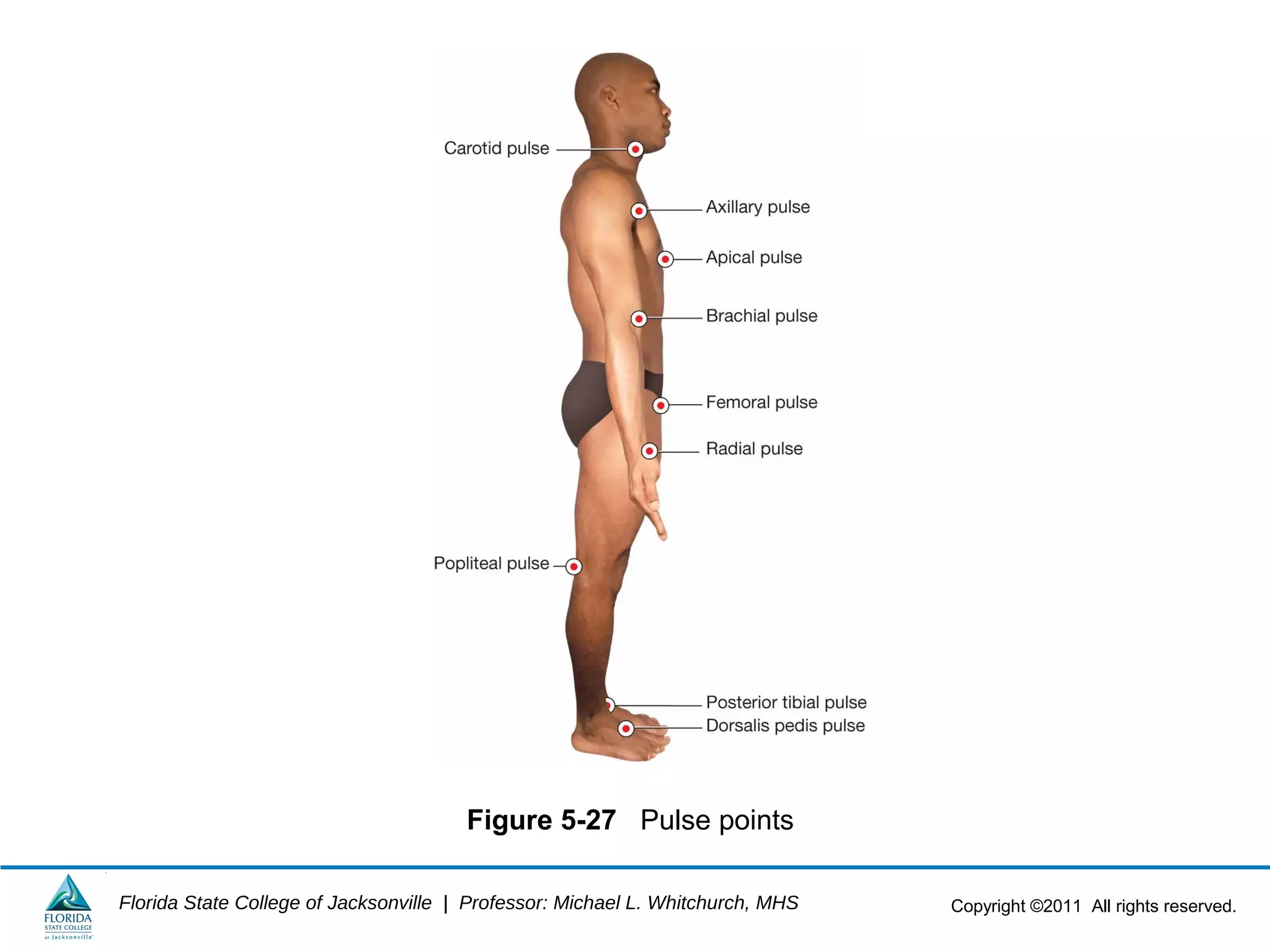 Copyright ©2011 All rights reserved.Florida State College of Jacksonville | Professor: Michael L. Whitchurch, MHS
Figure 5-27 Pulse points
 