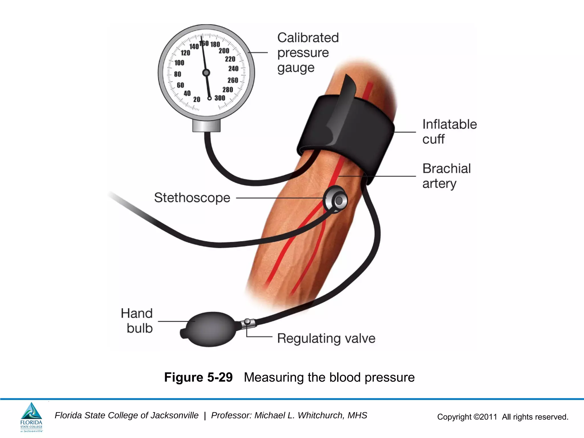 Copyright ©2011 All rights reserved.Florida State College of Jacksonville | Professor: Michael L. Whitchurch, MHS
Figure 5-29 Measuring the blood pressure
 