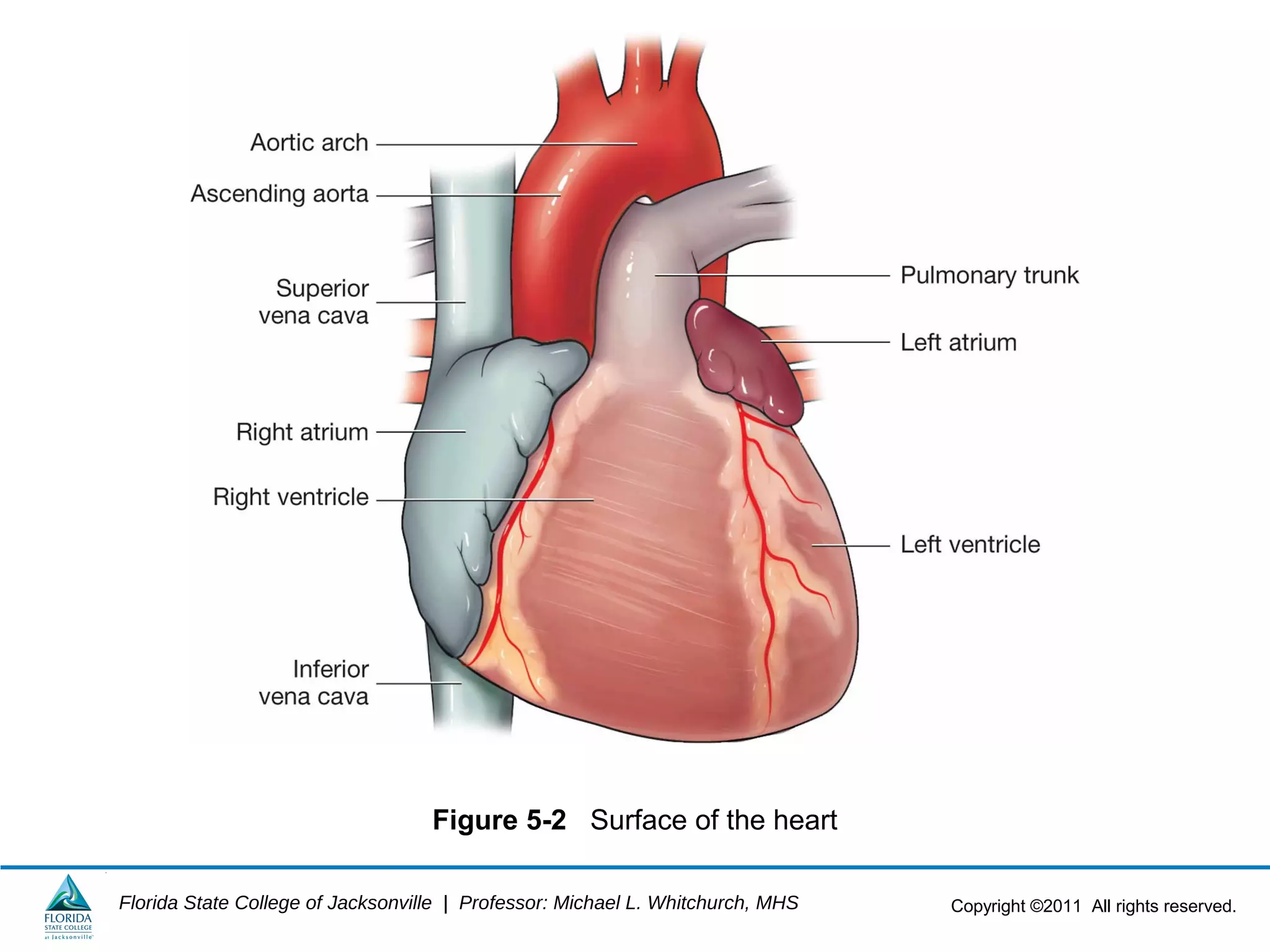 Copyright ©2011 All rights reserved.Florida State College of Jacksonville | Professor: Michael L. Whitchurch, MHS
Figure 5-2 Surface of the heart
 