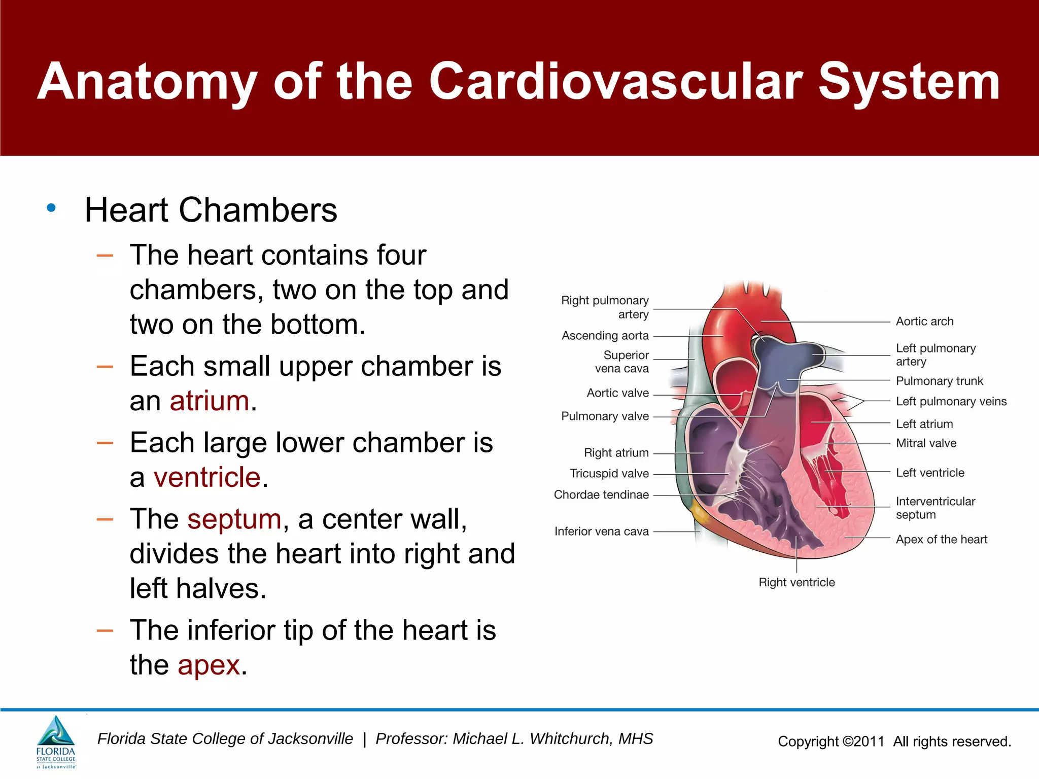 Copyright ©2011 All rights reserved.Florida State College of Jacksonville | Professor: Michael L. Whitchurch, MHS
Anatomy of the Cardiovascular System
• Heart Chambers
– The heart contains four
chambers, two on the top and
two on the bottom.
– Each small upper chamber is
an atrium.
– Each large lower chamber is
a ventricle.
– The septum, a center wall,
divides the heart into right and
left halves.
– The inferior tip of the heart is
the apex.
 