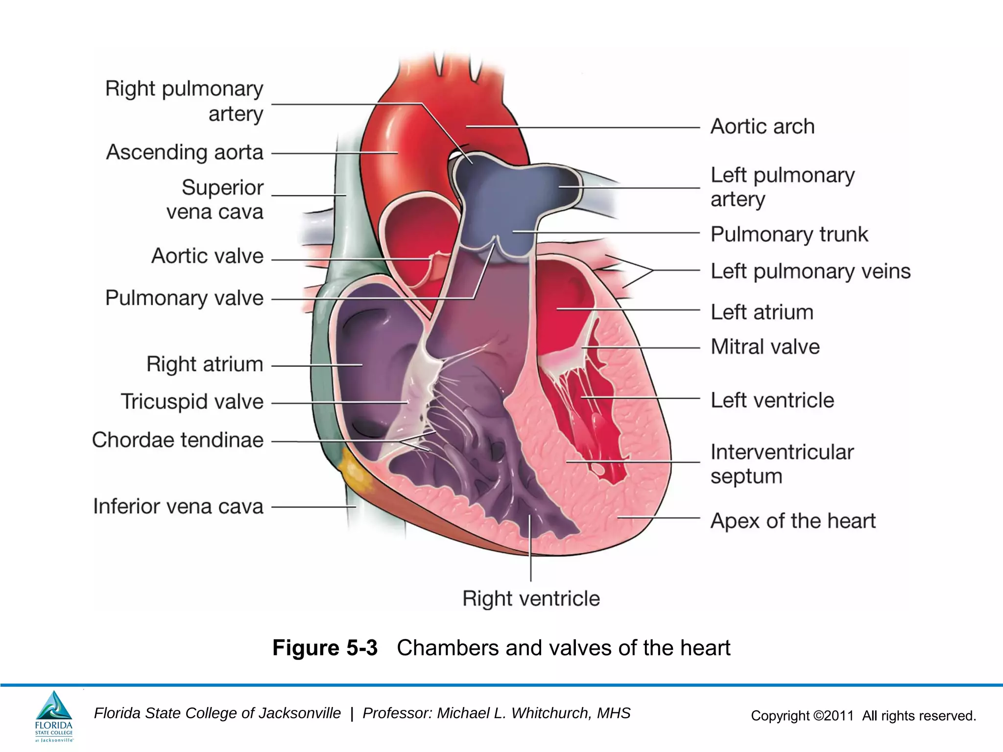 Copyright ©2011 All rights reserved.Florida State College of Jacksonville | Professor: Michael L. Whitchurch, MHS
Figure 5-3 Chambers and valves of the heart
 