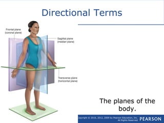 Copyright © 2016, 2012, 2009 by Pearson Education, Inc.
All Rights Reserved
Emergency Care, 13e
Daniel Limmer | Michael F. O'Keefe
Directional Terms
The planes of the
body.
 