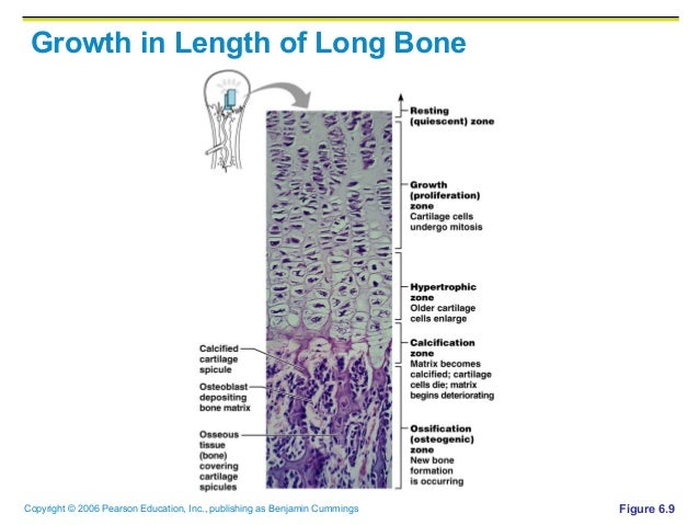 Long Bone Diagram Pearson / Art-labeling Activities - Diagram of of a