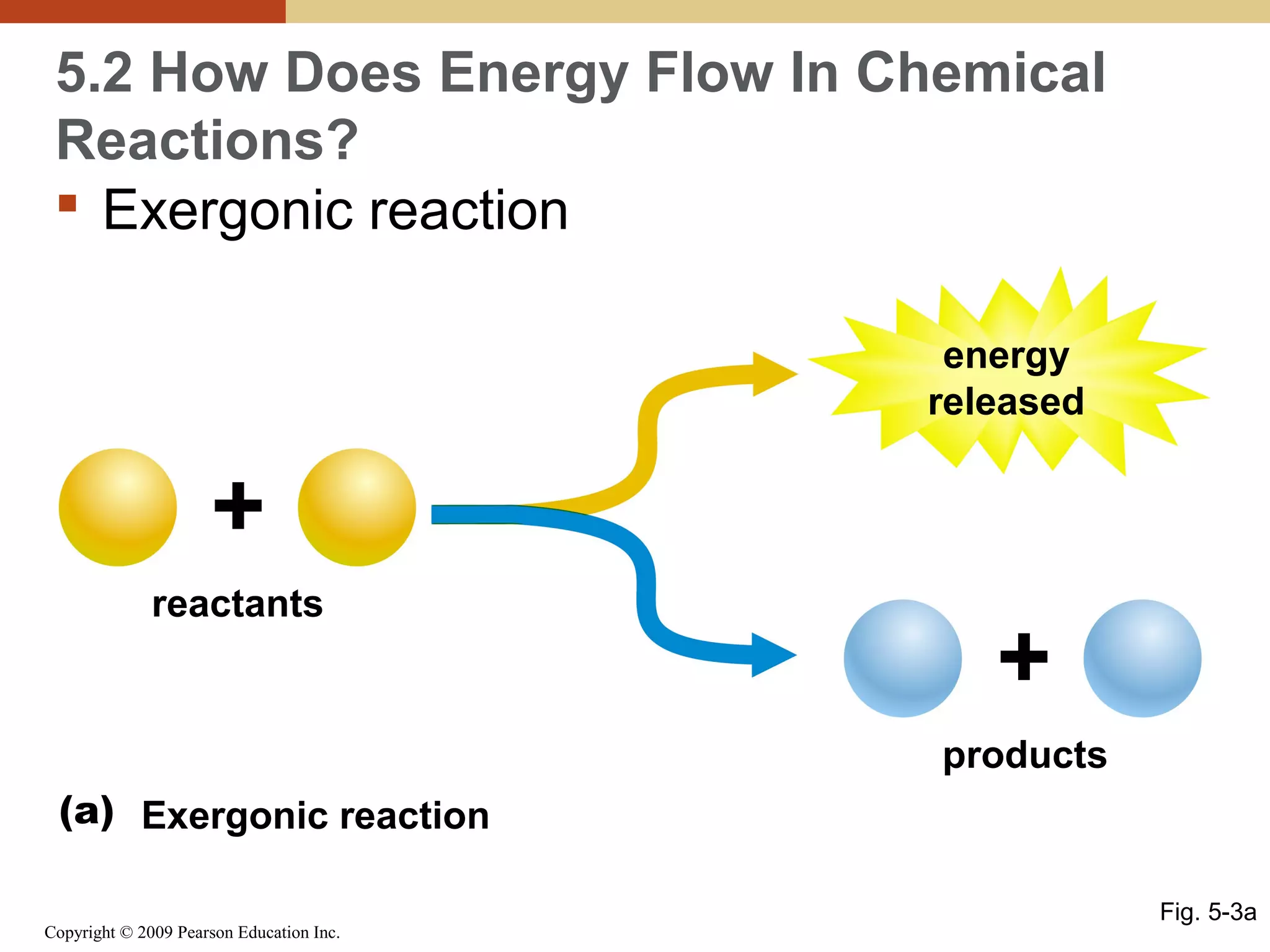 5.2 How Does Energy Flow In Chemical
Reactions?
 Exergonic reaction
energy
released

+
reactants

+
products

(a) Exergonic reaction
Copyright © 2009 Pearson Education Inc.

Fig. 5-3a

 