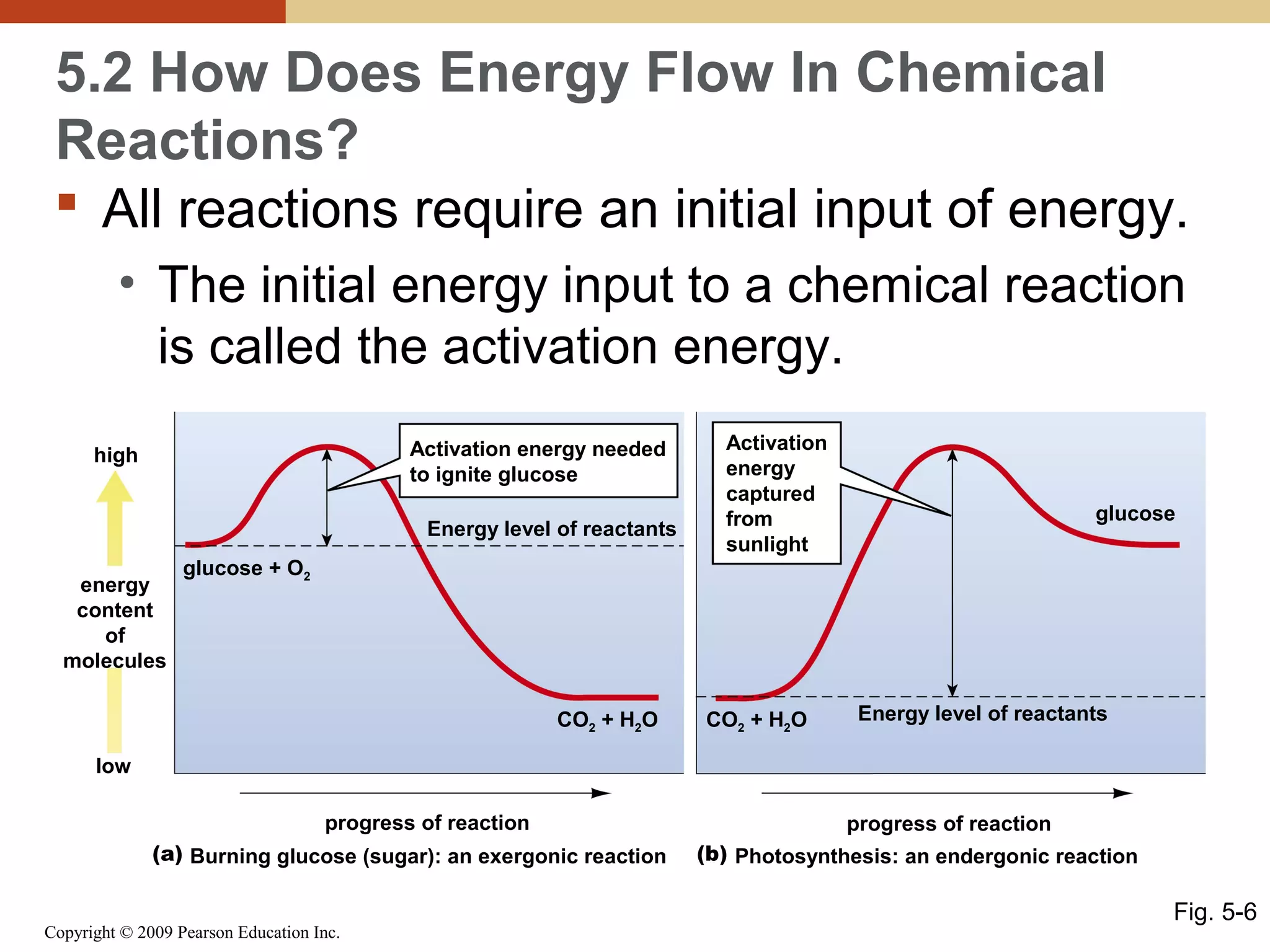 5.2 How Does Energy Flow In Chemical
Reactions?
 All reactions require an initial input of energy.
• The initial energy input to a chemical reaction
is called the activation energy.
Activation energy needed
to ignite glucose

high

Energy level of reactants
energy
content
of
molecules

Activation
energy
captured
from
sunlight

glucose

glucose + O2

CO2 + H2O

CO2 + H2O

Energy level of reactants

low
progress of reaction
(a) Burning glucose (sugar): an exergonic reaction

Copyright © 2009 Pearson Education Inc.

progress of reaction
(b) Photosynthesis: an endergonic reaction

Fig. 5-6

 