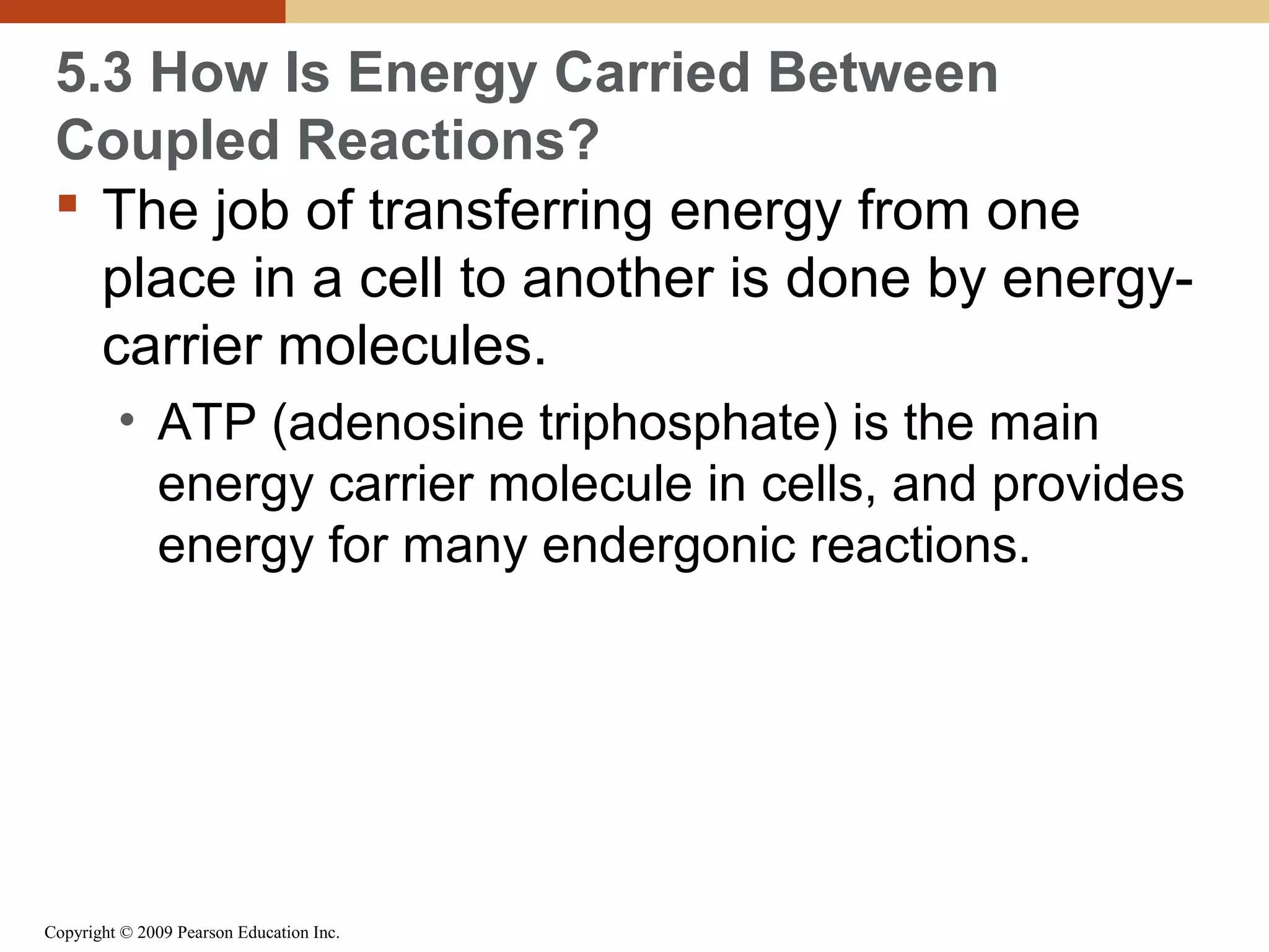 5.3 How Is Energy Carried Between
Coupled Reactions?
 The job of transferring energy from one
place in a cell to another is done by energycarrier molecules.
• ATP (adenosine triphosphate) is the main
energy carrier molecule in cells, and provides
energy for many endergonic reactions.

Copyright © 2009 Pearson Education Inc.

 