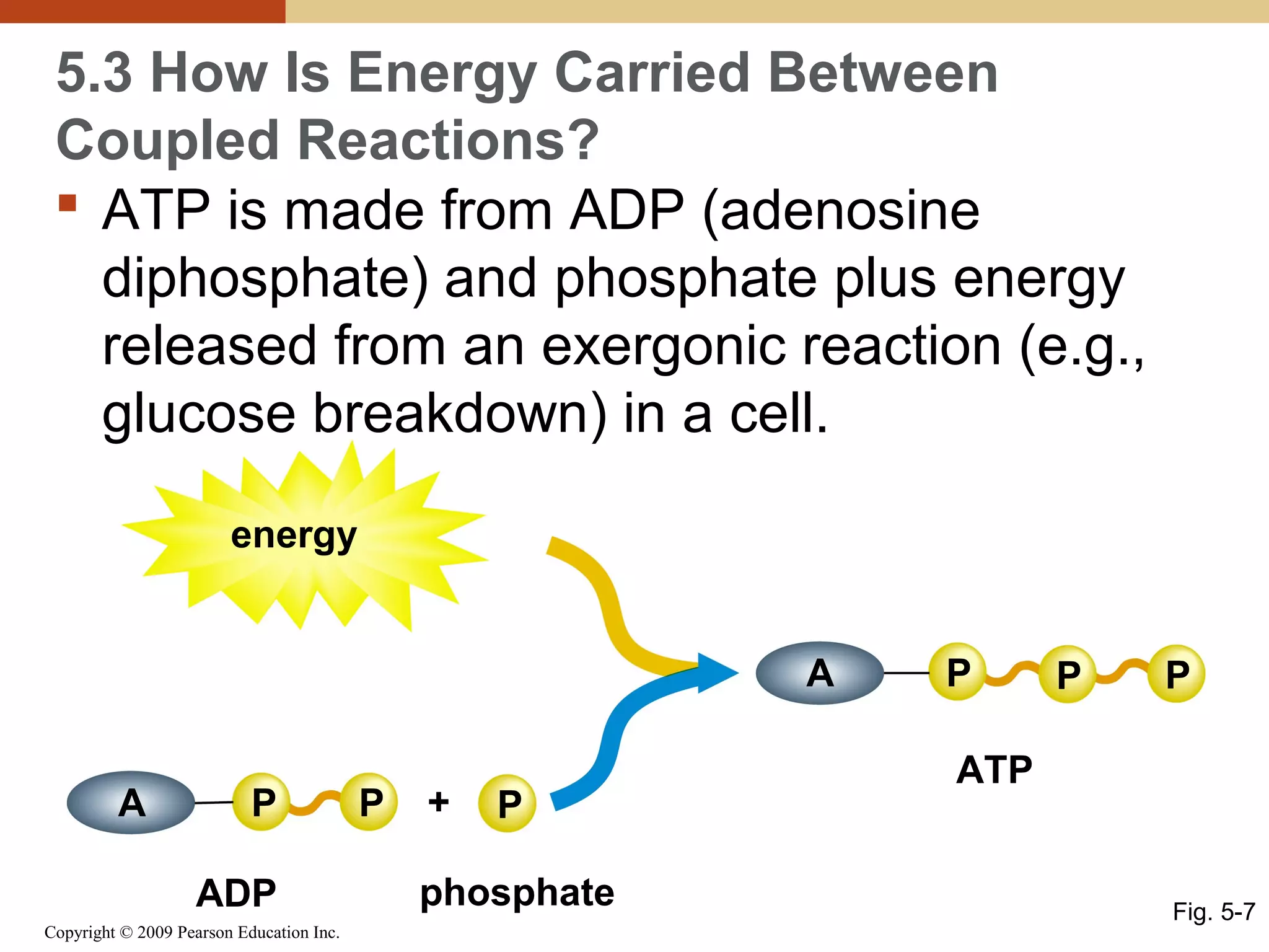 5.3 How Is Energy Carried Between
Coupled Reactions?
 ATP is made from ADP (adenosine
diphosphate) and phosphate plus energy
released from an exergonic reaction (e.g.,
glucose breakdown) in a cell.
energy
A
A

P
ADP

Copyright © 2009 Pearson Education Inc.

P

+

P

phosphate

P

P

P

ATP

Fig. 5-7

 