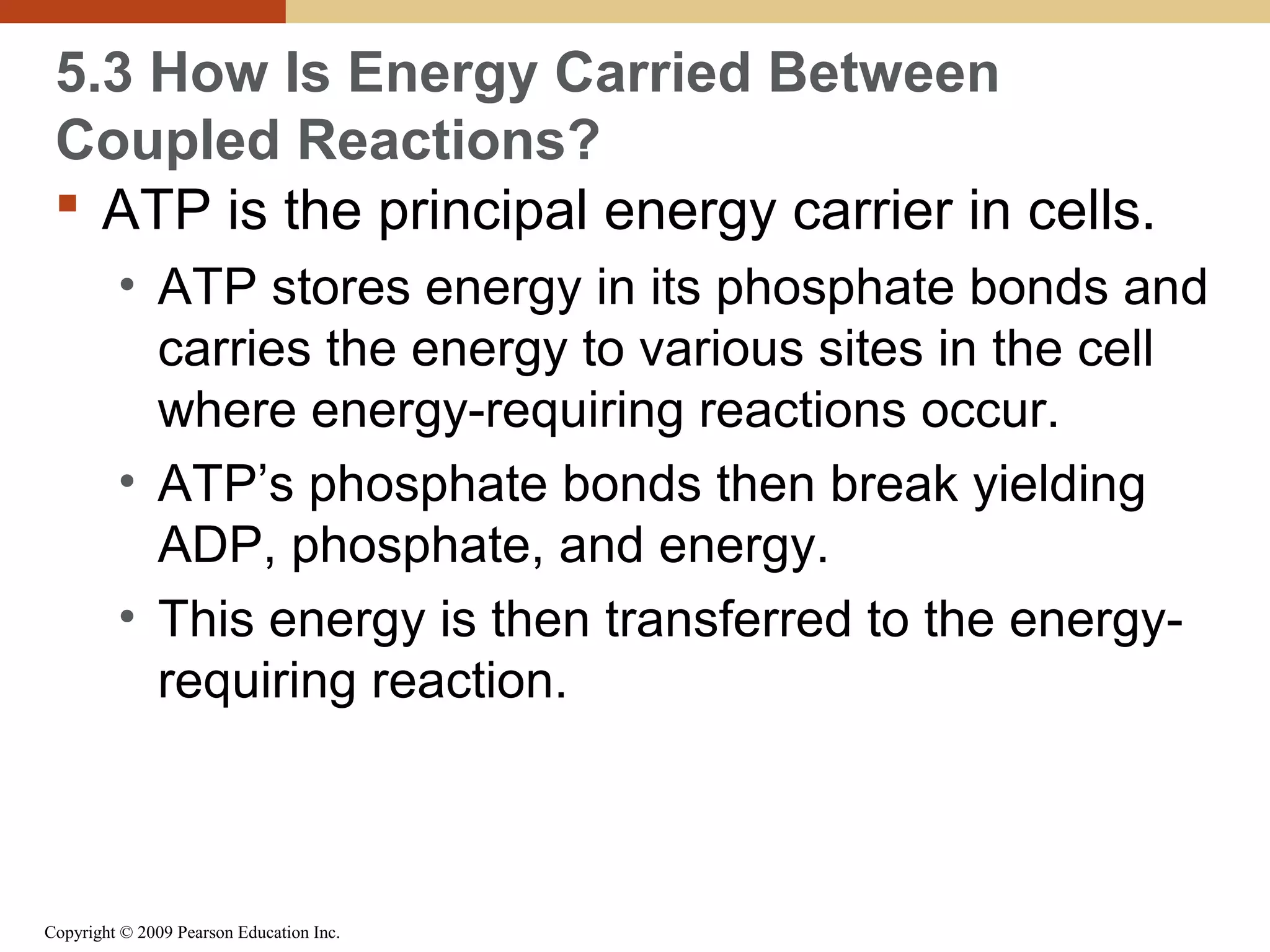 5.3 How Is Energy Carried Between
Coupled Reactions?
 ATP is the principal energy carrier in cells.
• ATP stores energy in its phosphate bonds and
carries the energy to various sites in the cell
where energy-requiring reactions occur.
• ATP’s phosphate bonds then break yielding
ADP, phosphate, and energy.
• This energy is then transferred to the energyrequiring reaction.

Copyright © 2009 Pearson Education Inc.

 