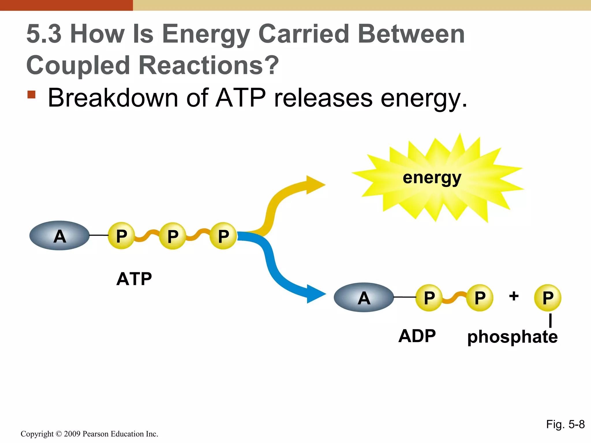 5.3 How Is Energy Carried Between
Coupled Reactions?
 Breakdown of ATP releases energy.
energy
A

P
ATP

P

P
A

P
ADP

Copyright © 2009 Pearson Education Inc.

P

+

P

phosphate

Fig. 5-8

 