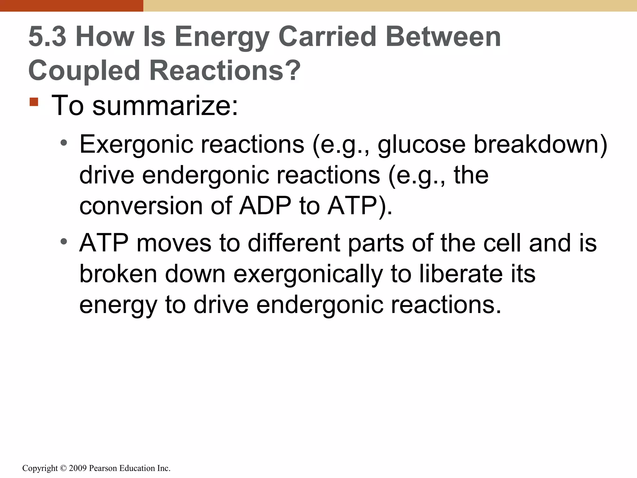 5.3 How Is Energy Carried Between
Coupled Reactions?
 To summarize:
• Exergonic reactions (e.g., glucose breakdown)
drive endergonic reactions (e.g., the
conversion of ADP to ATP).
• ATP moves to different parts of the cell and is
broken down exergonically to liberate its
energy to drive endergonic reactions.

Copyright © 2009 Pearson Education Inc.

 
