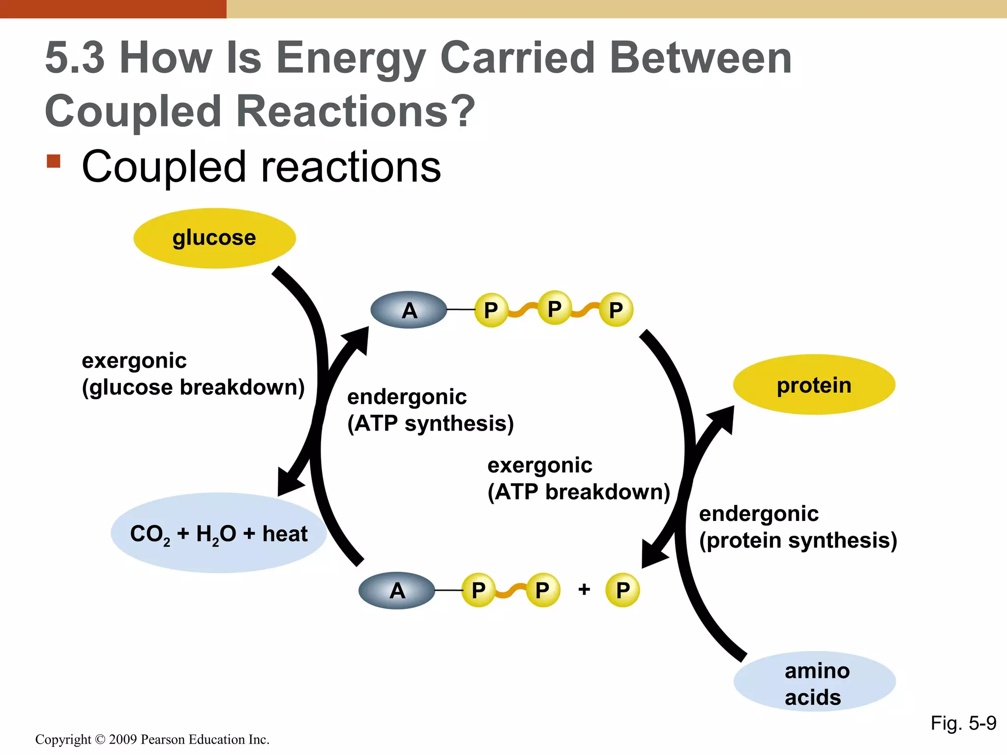 5.3 How Is Energy Carried Between
Coupled Reactions?
 Coupled reactions
glucose
A
exergonic
(glucose breakdown)

P

P

P
protein

endergonic
(ATP synthesis)
exergonic
(ATP breakdown)

CO2 + H2O + heat
A

P

P

+

endergonic
(protein synthesis)

P
amino
acids

Copyright © 2009 Pearson Education Inc.

Fig. 5-9

 