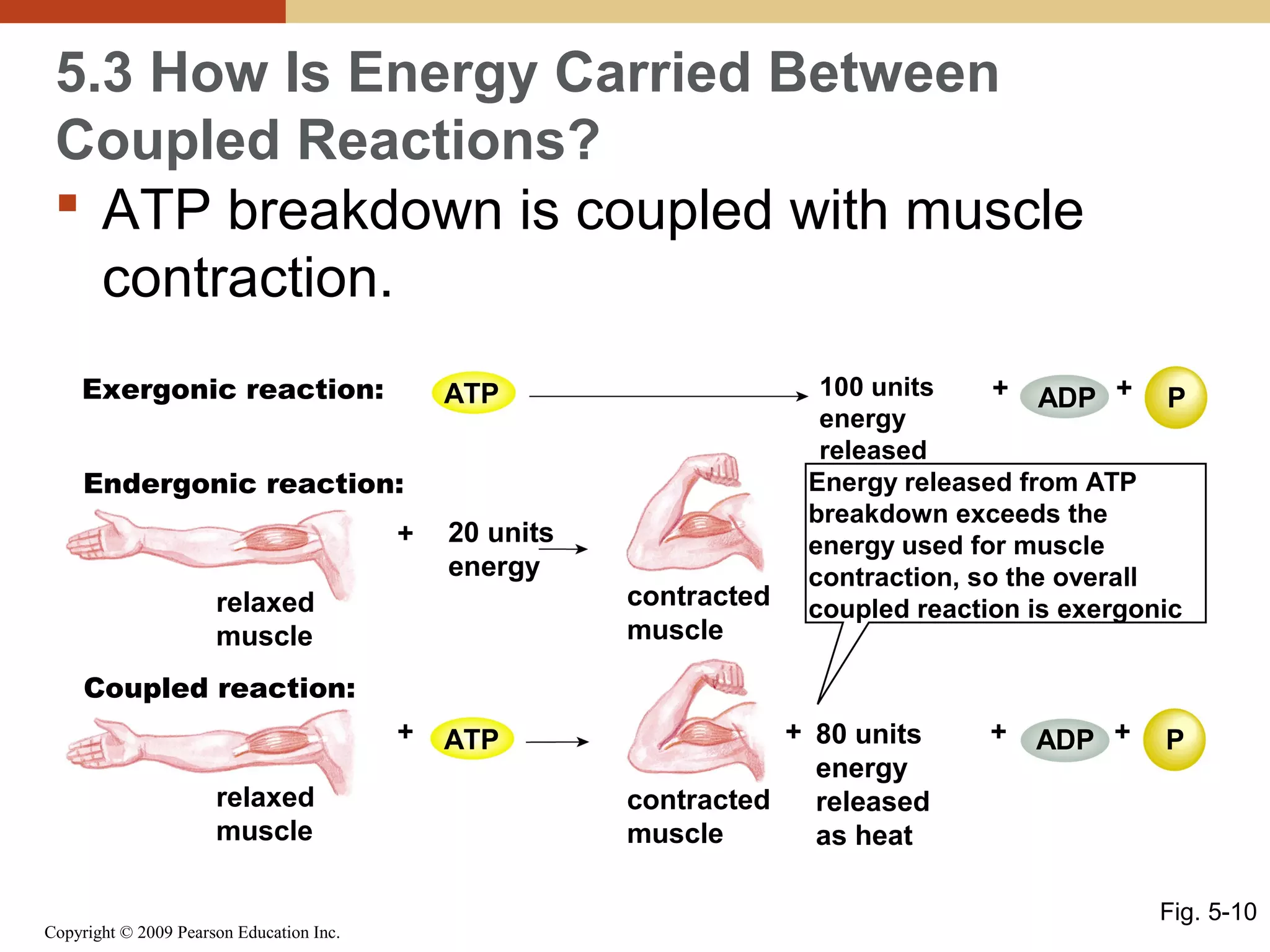 5.3 How Is Energy Carried Between
Coupled Reactions?
 ATP breakdown is coupled with muscle
contraction.
Exergonic reaction:

ATP

Endergonic reaction:
+

20 units
energy

relaxed
muscle

contracted
muscle

100 units
+ ADP + P
energy
released
Energy released from ATP
breakdown exceeds the
energy used for muscle
contraction, so the overall
coupled reaction is exergonic

Coupled reaction:
+
relaxed
muscle

Copyright © 2009 Pearson Education Inc.

ATP

+ 80 units
energy
contracted
released
muscle
as heat

+

ADP +

P

Fig. 5-10

 