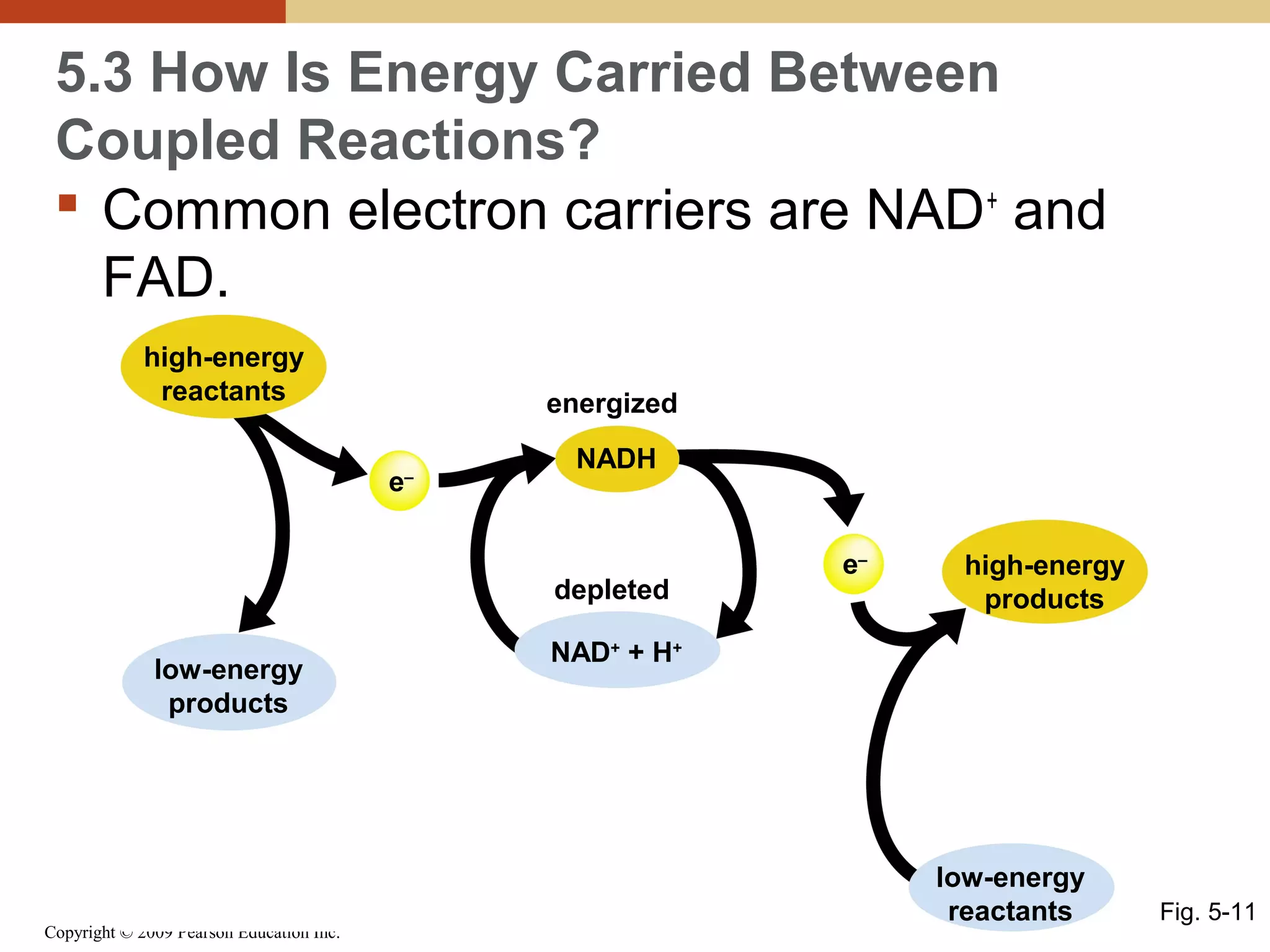 5.3 How Is Energy Carried Between
Coupled Reactions?
 Common electron carriers are NAD+ and
FAD.
high-energy
reactants

energized
e–

NADH

depleted
low-energy
products

Copyright © 2009 Pearson Education Inc.

e–

high-energy
products

NAD+ + H+

low-energy
reactants

Fig. 5-11

 