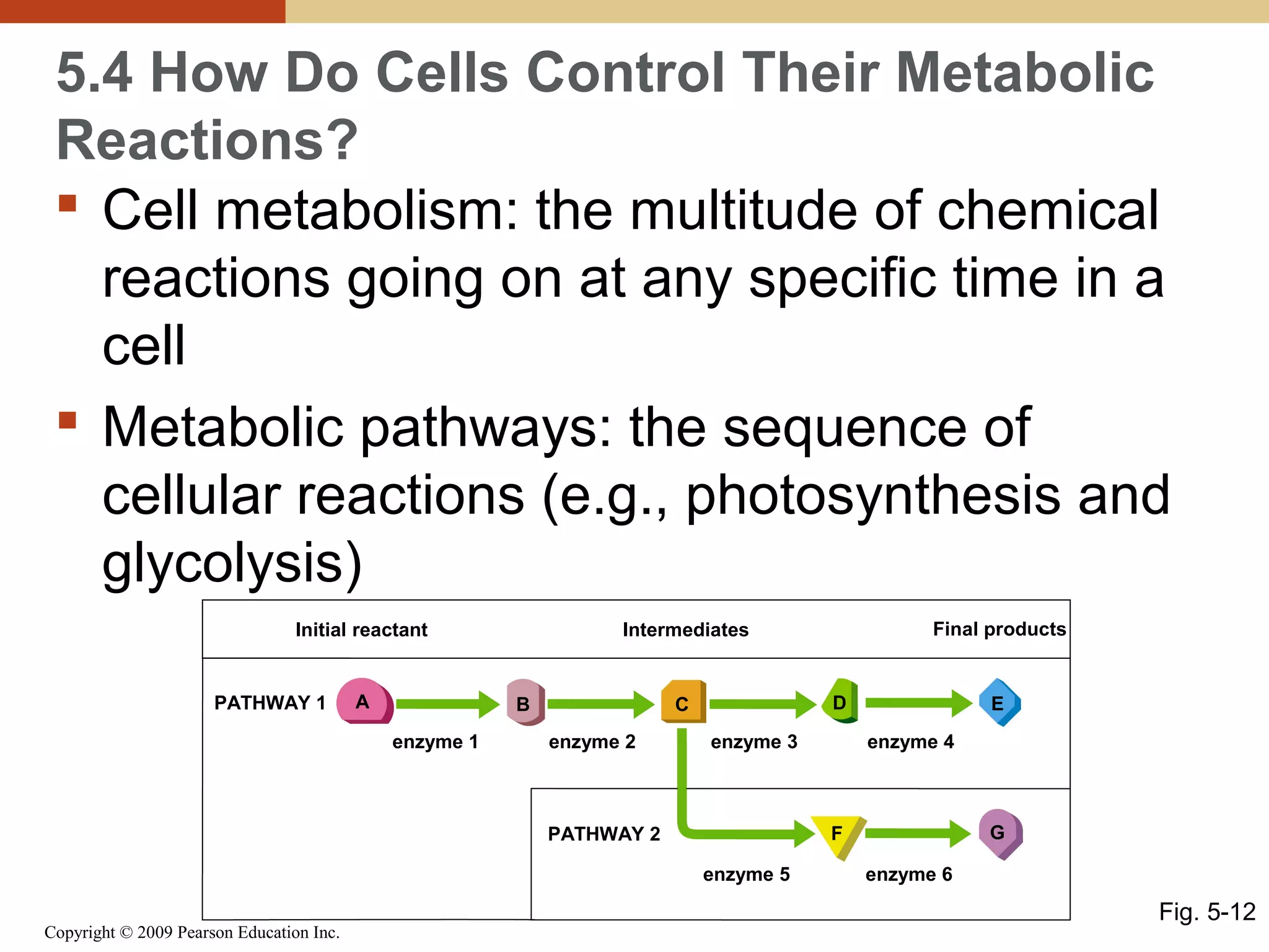 5.4 How Do Cells Control Their Metabolic
Reactions?
 Cell metabolism: the multitude of chemical
reactions going on at any specific time in a
cell
 Metabolic pathways: the sequence of
cellular reactions (e.g., photosynthesis and
glycolysis)
Initial reactant

PATHWAY 1

A

B
enzyme 1

D

C
enzyme 2

enzyme 3

E
enzyme 4

G

F

PATHWAY 2
enzyme 5
Copyright © 2009 Pearson Education Inc.

Final products

Intermediates

enzyme 6

Fig. 5-12

 