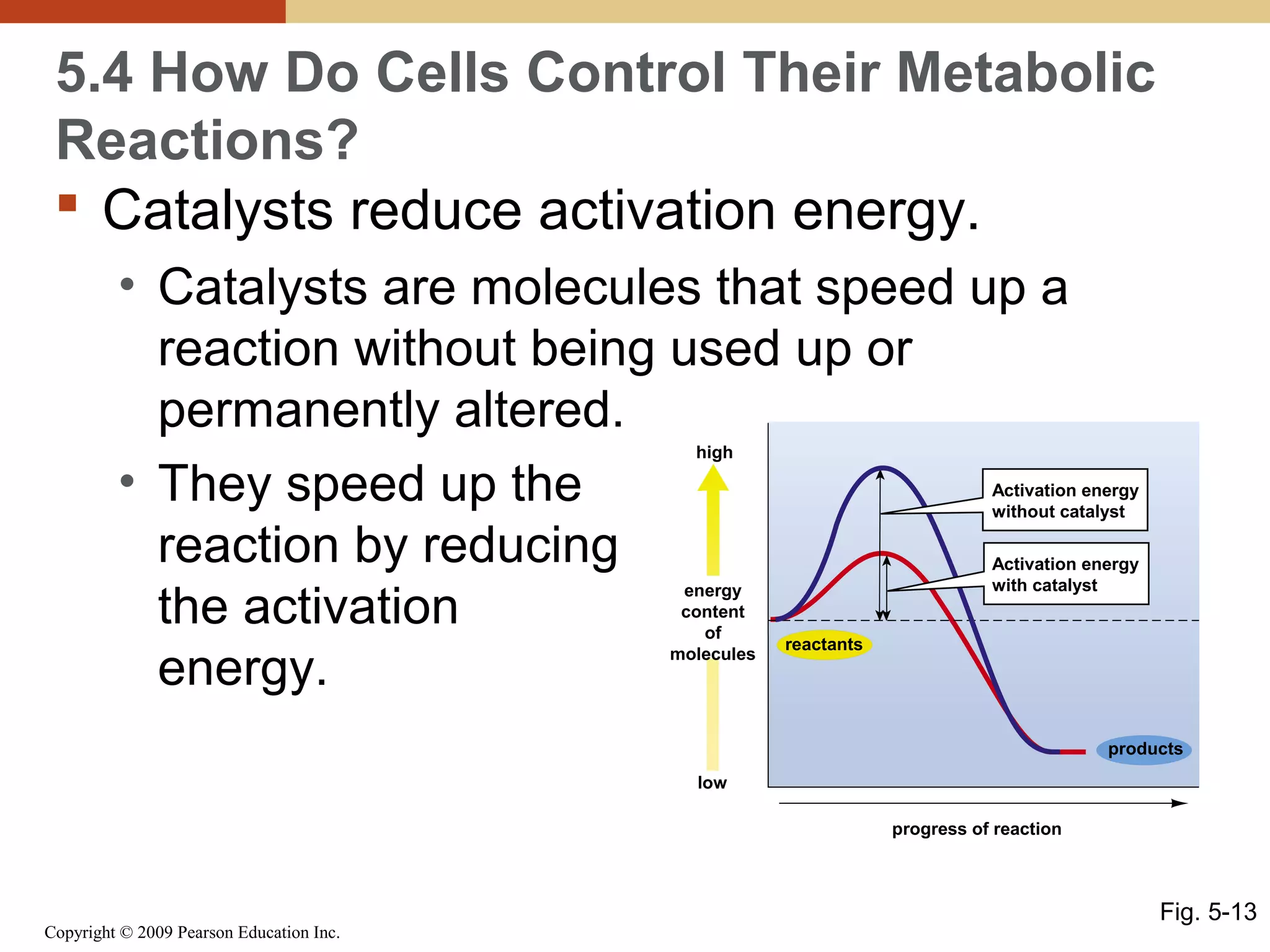 5.4 How Do Cells Control Their Metabolic
Reactions?
 Catalysts reduce activation energy.
• Catalysts are molecules that speed up a
reaction without being used up or
permanently altered.
• They speed up the
reaction by reducing
the activation
energy.
high

Activation energy
without catalyst

energy
content
of
molecules

Activation energy
with catalyst

reactants

products
low
progress of reaction

Copyright © 2009 Pearson Education Inc.

Fig. 5-13

 