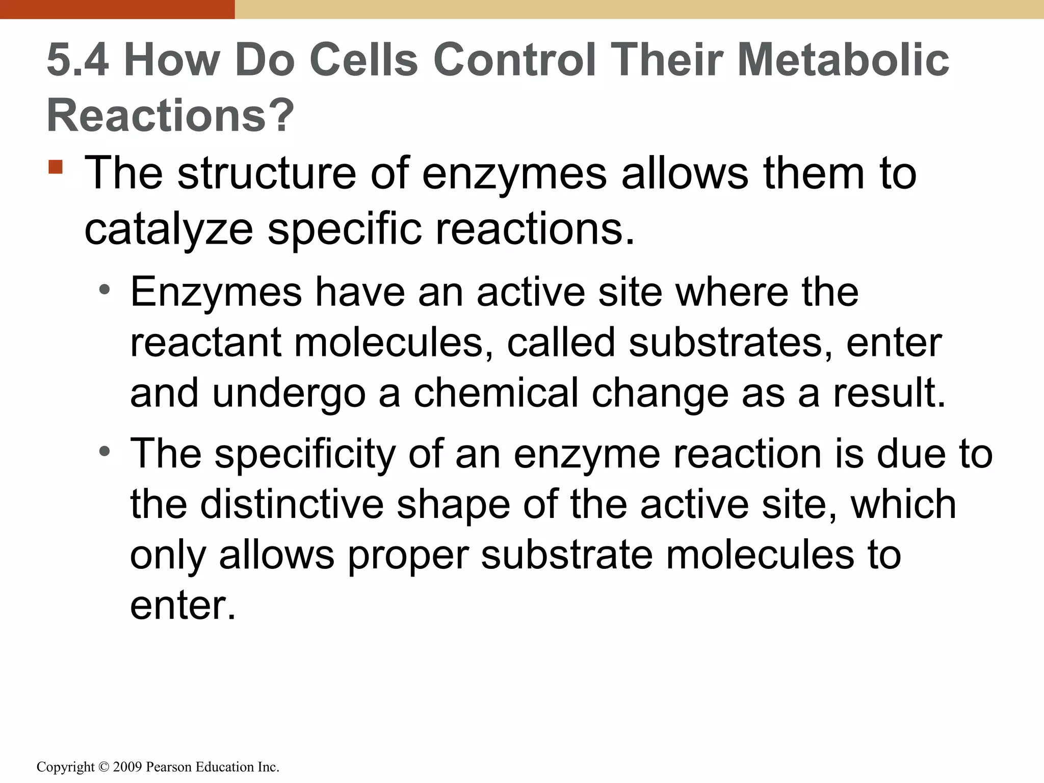 5.4 How Do Cells Control Their Metabolic
Reactions?
 The structure of enzymes allows them to
catalyze specific reactions.
• Enzymes have an active site where the
reactant molecules, called substrates, enter
and undergo a chemical change as a result.
• The specificity of an enzyme reaction is due to
the distinctive shape of the active site, which
only allows proper substrate molecules to
enter.

Copyright © 2009 Pearson Education Inc.

 