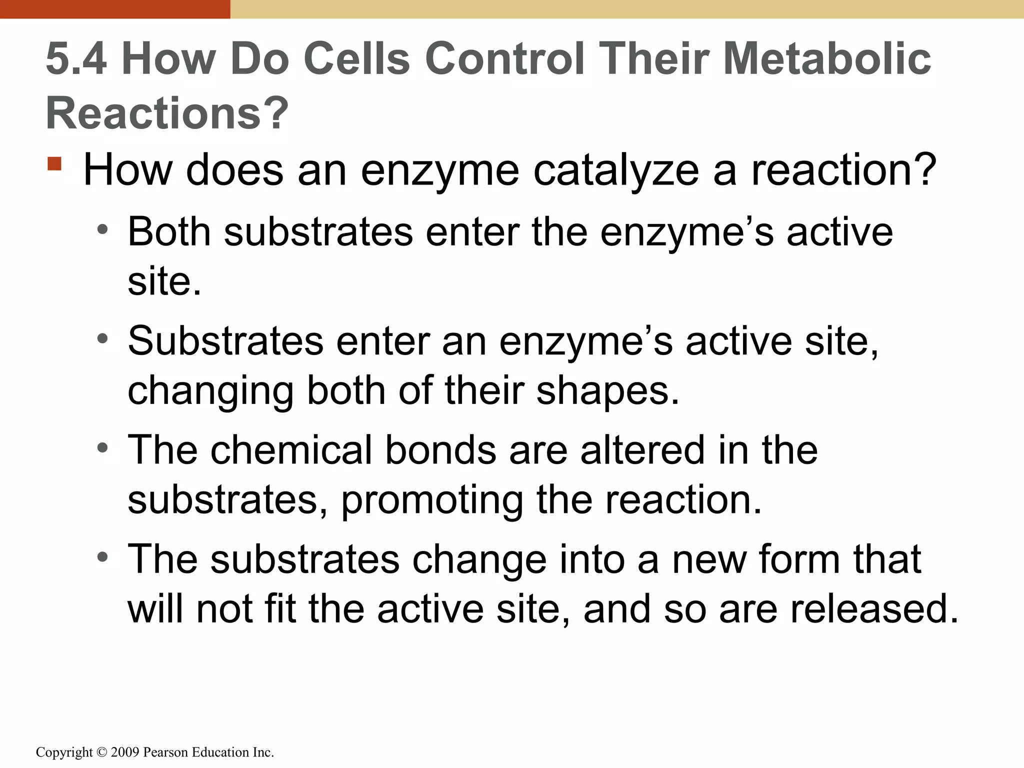 5.4 How Do Cells Control Their Metabolic
Reactions?
 How does an enzyme catalyze a reaction?
• Both substrates enter the enzyme’s active
site.
• Substrates enter an enzyme’s active site,
changing both of their shapes.
• The chemical bonds are altered in the
substrates, promoting the reaction.
• The substrates change into a new form that
will not fit the active site, and so are released.

Copyright © 2009 Pearson Education Inc.

 