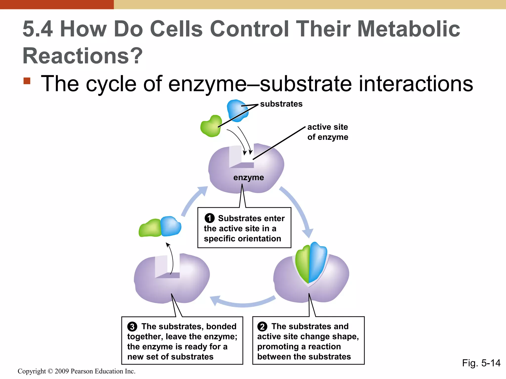 5.4 How Do Cells Control Their Metabolic
Reactions?
 The cycle of enzyme–substrate interactions
substrates
active site
of enzyme

enzyme

1 Substrates enter
the active site in a
specific orientation

3 The substrates, bonded
together, leave the enzyme;
the enzyme is ready for a
new set of substrates
Copyright © 2009 Pearson Education Inc.

2 The substrates and
active site change shape,
promoting a reaction
between the substrates

Fig. 5-14

 