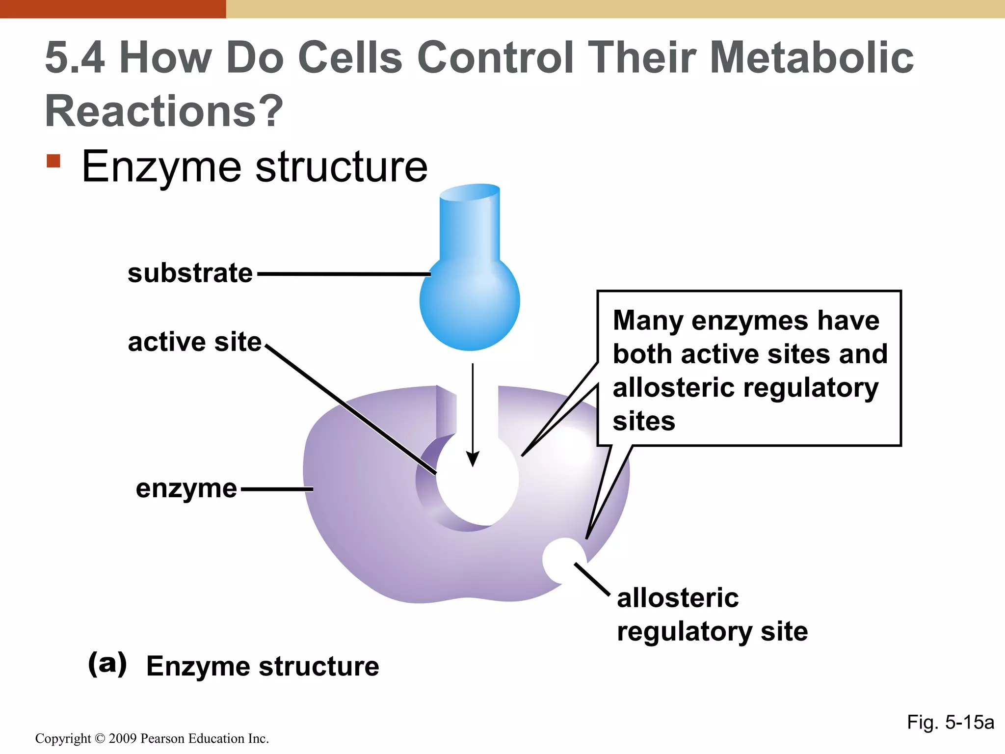 5.4 How Do Cells Control Their Metabolic
Reactions?
 Enzyme structure
substrate
active site

Many enzymes have
both active sites and
allosteric regulatory
sites

enzyme

(a) Enzyme structure
Copyright © 2009 Pearson Education Inc.

allosteric
regulatory site
Fig. 5-15a

 