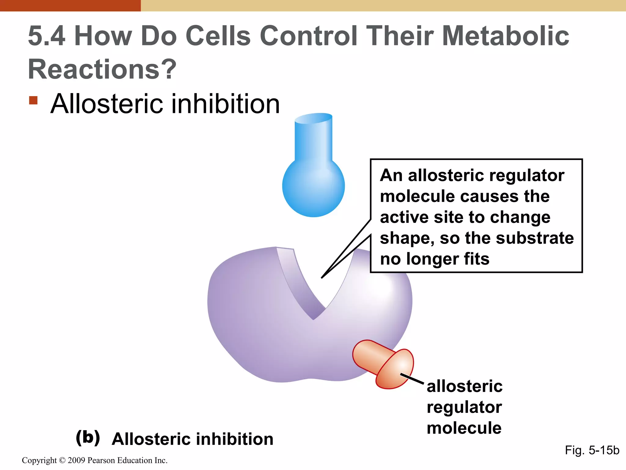 5.4 How Do Cells Control Their Metabolic
Reactions?
 Allosteric inhibition
An allosteric regulator
molecule causes the
active site to change
shape, so the substrate
no longer fits

(b) Allosteric inhibition
Copyright © 2009 Pearson Education Inc.

allosteric
regulator
molecule
Fig. 5-15b

 