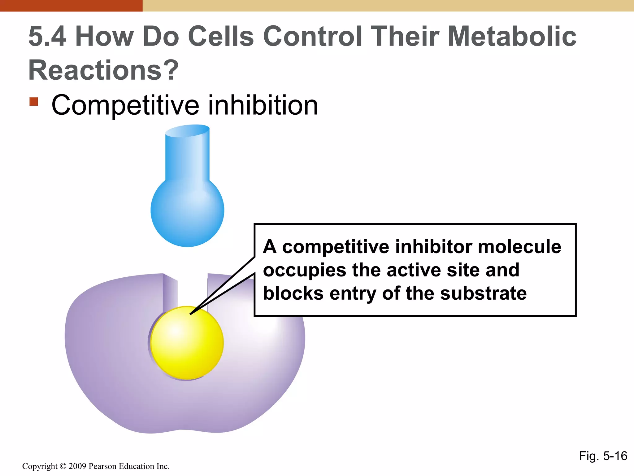 5.4 How Do Cells Control Their Metabolic
Reactions?
 Competitive inhibition

A competitive inhibitor molecule
occupies the active site and
blocks entry of the substrate

Copyright © 2009 Pearson Education Inc.

Fig. 5-16

 