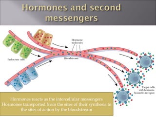 Hormones reacts as the intercellular messengers
Hormones transported from the sites of their synthesis to
       the sites of action by the bloodstream
                                                            Fig. 24-5, p.671
 