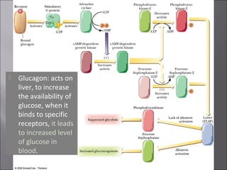    Glucagon: acts on
    liver, to increase
    the availability of
    glucose, when it
    binds to specific
    receptors, it leads
    to increased level
    of glucose in
    blood.
 