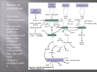    Review of
    metabolism

   Glycolysis
   Gluconeogenesi
    s
   The pentose
    phosphate
    pathway
   Β oxidation and
    fatty acids
    synthesis
   Amino acids
    degradation
    and synthesis
   The citric acid
    cycle
   Oxidative
    phosphorylatio
    n
 