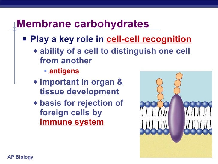 Cell Membrane