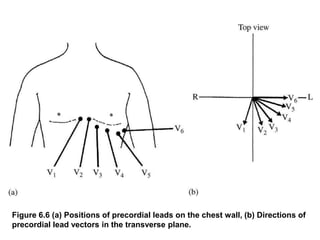 Figure 6.6 (a) Positions of precordial leads on the chest wall, (b) Directions of
precordial lead vectors in the transverse plane.
 