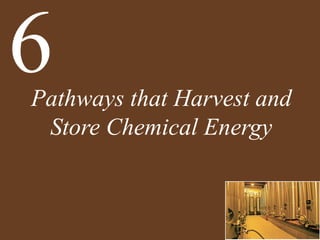 Pathways that Harvest and
Store Chemical Energy
6
 