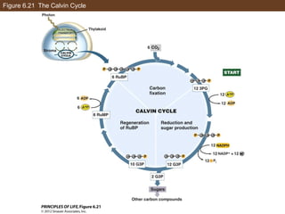 Ch06 lecture pathways that harvest and store chemical energy | PPT