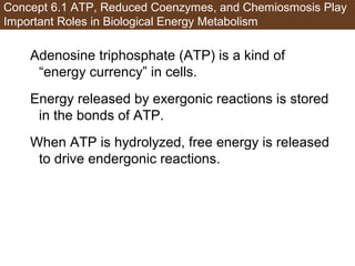 Ch06 lecture pathways that harvest and store chemical energy | PPT
