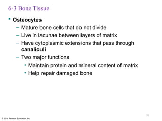 ch_06_lecture_presentation Bones dan Structure Bone.pptx
