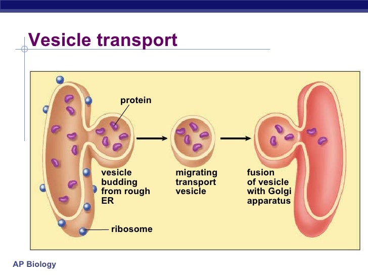 Ch06organelles1